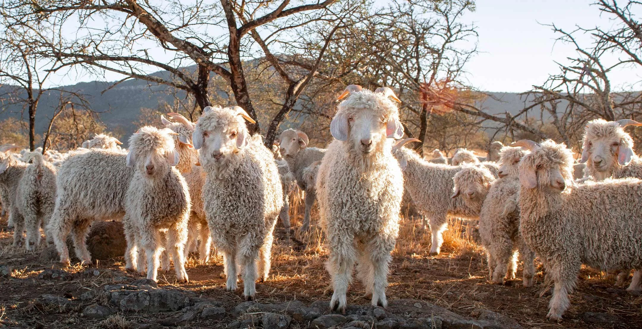 Sustainability — Mohair South Africa