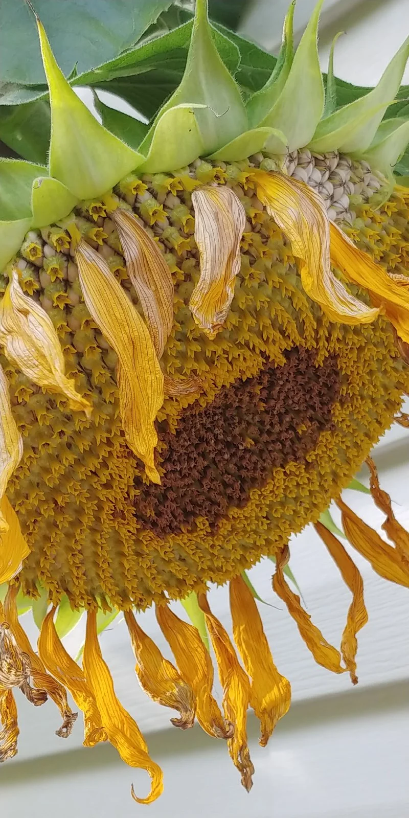 withering sunflower
