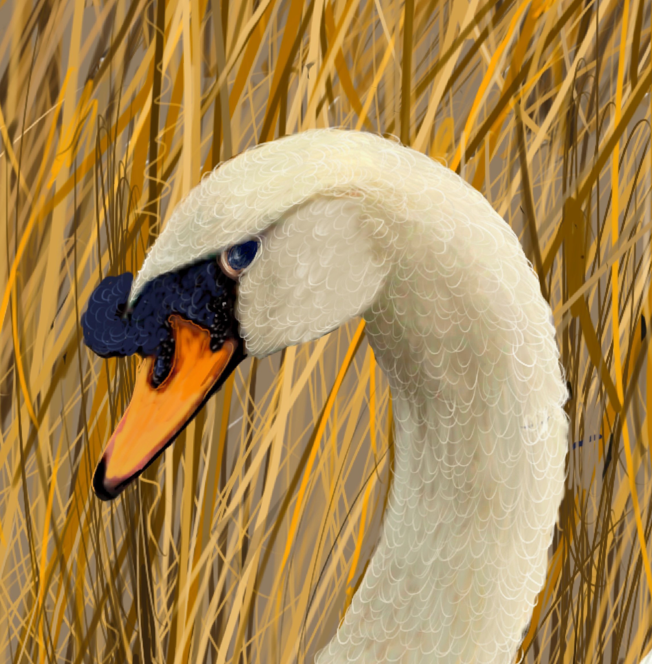 Swan Heads.jpg