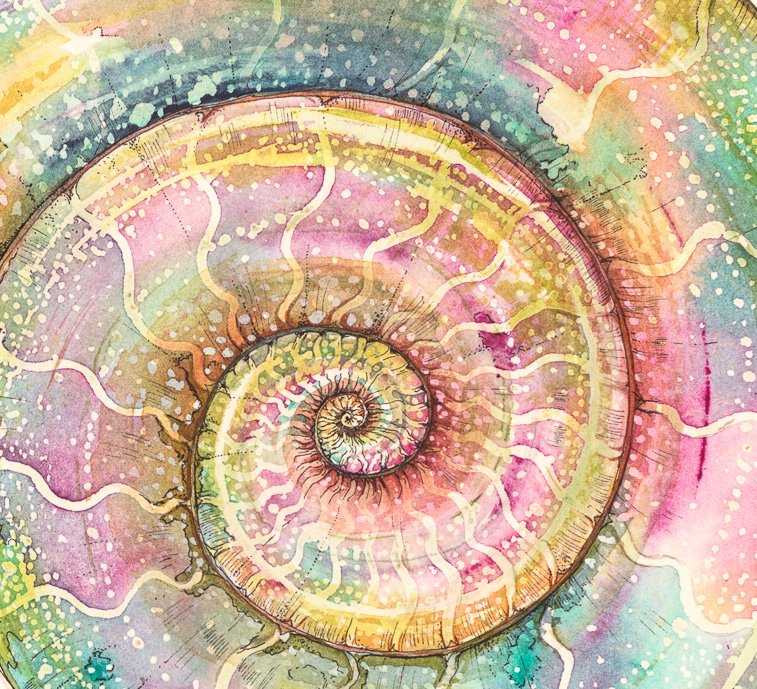 Pink_Ammonite_A3_16.5_in.jpg
