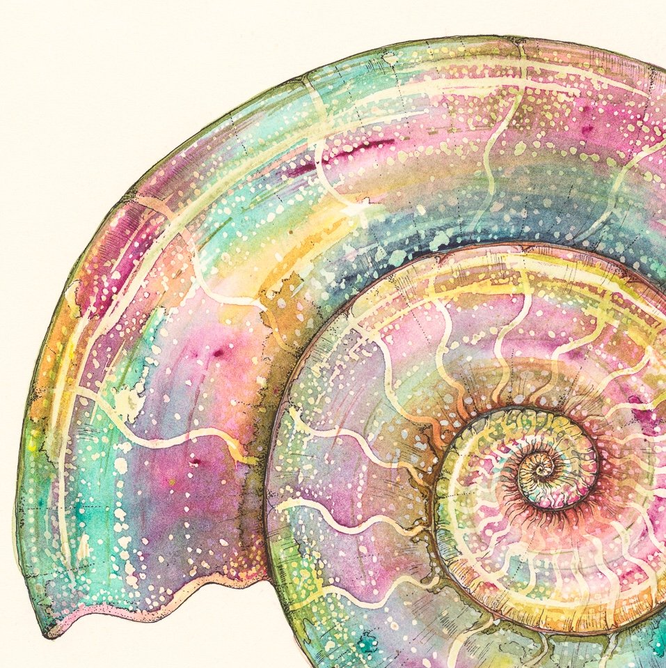 Pink_Ammonite_A3_16.5_in copy.jpg