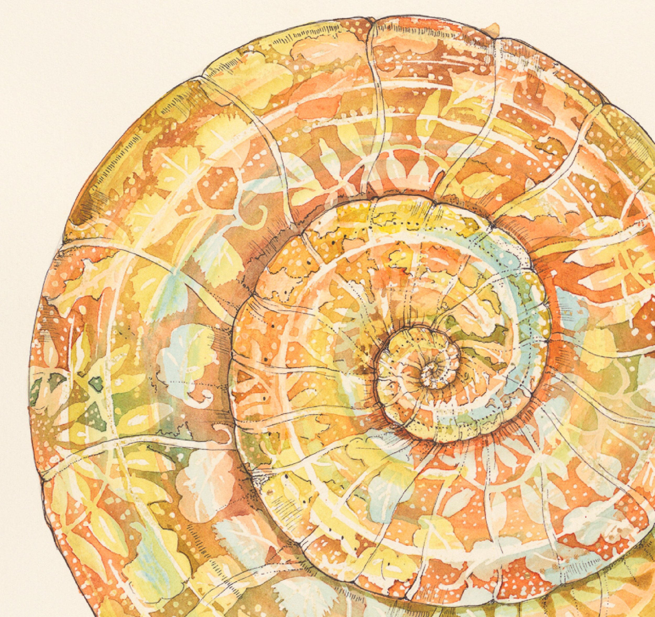 Orange_Ammonite.jpg