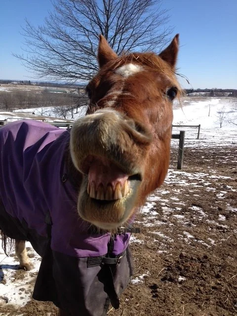 Say Neigh