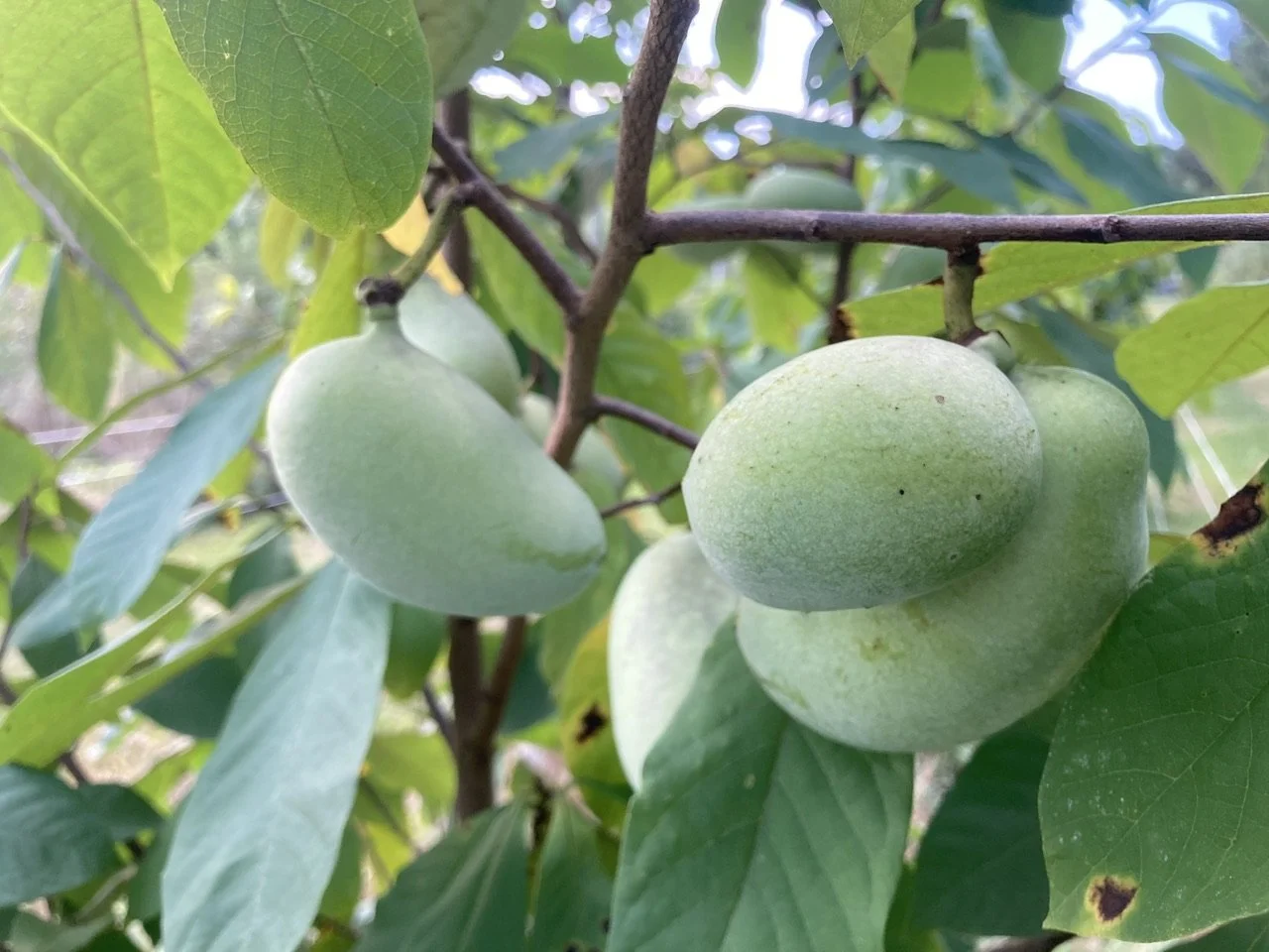 Pawpaw Season — Central Farm Markets