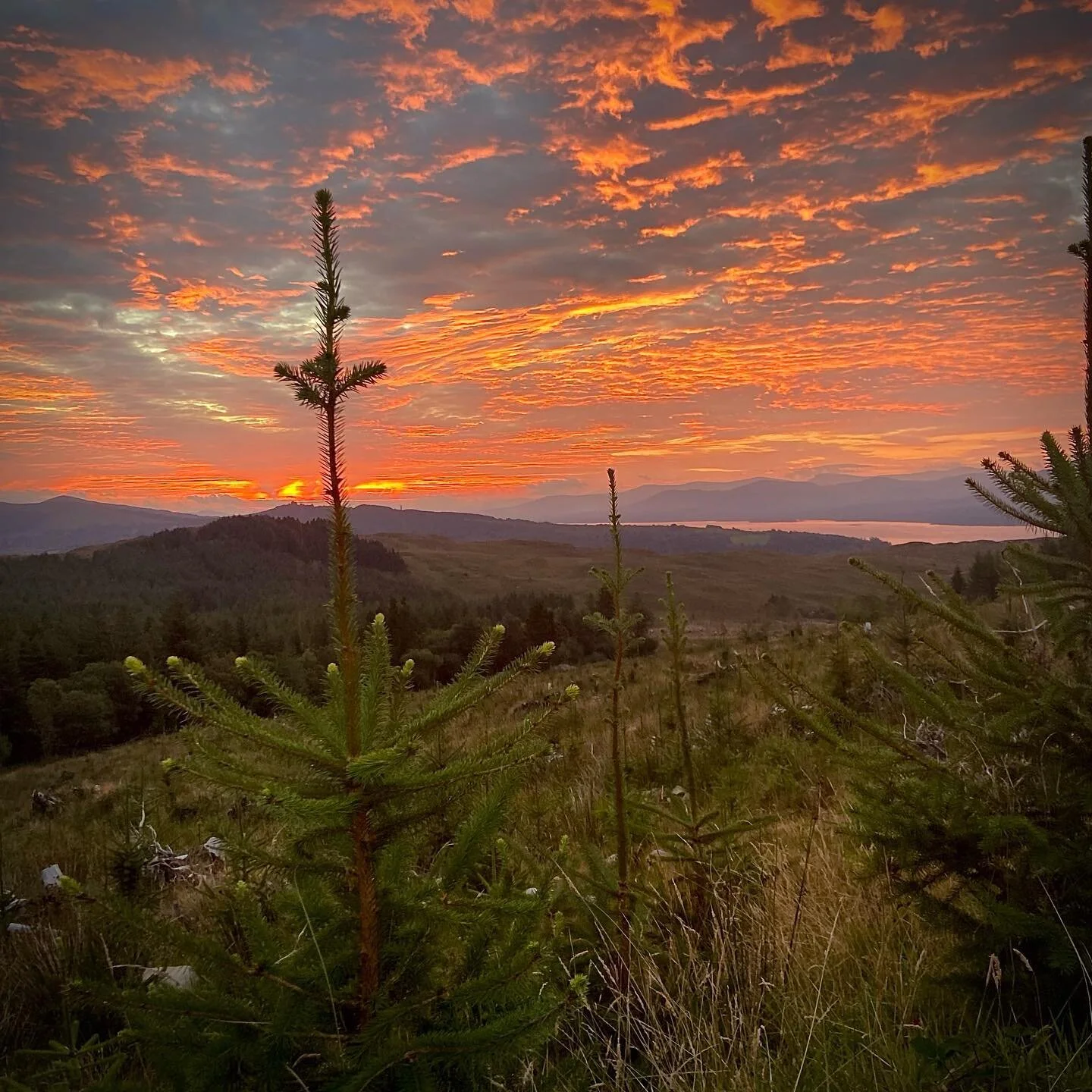 Sunrise sika patrol&hellip; 🦌 🦌 
.
.
.
.
#deerstalking #deerstalkinguk #deerstalkingscotland #deerstalkingireland #hunting #huntingseason #huntinglife #jakt #chasse #jagd #friluftsliv #eatwild #eatwhatyoushoot #vension #deermanagement #fieldsportsi