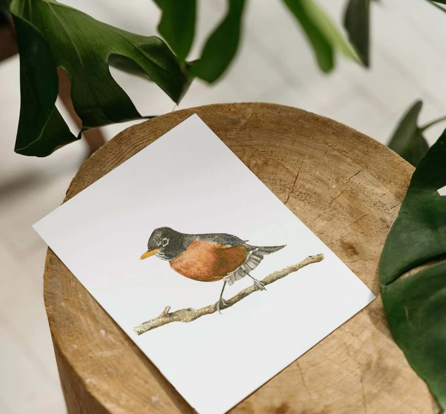 🍂 Meet my little American Robin &mdash; perched and ready for spring. This watercolor painting is now available as a card, and honestly he might be my favorite yet. Something about that rusty breast against the soft background just works. 🤍
#Waterc