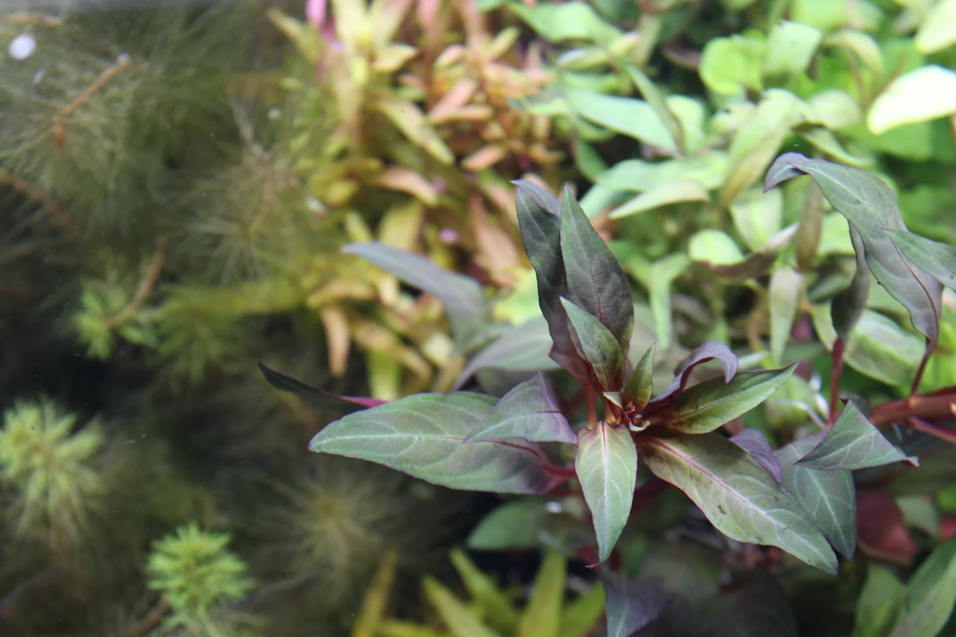 Close-up of green and purple leaves on a plant.