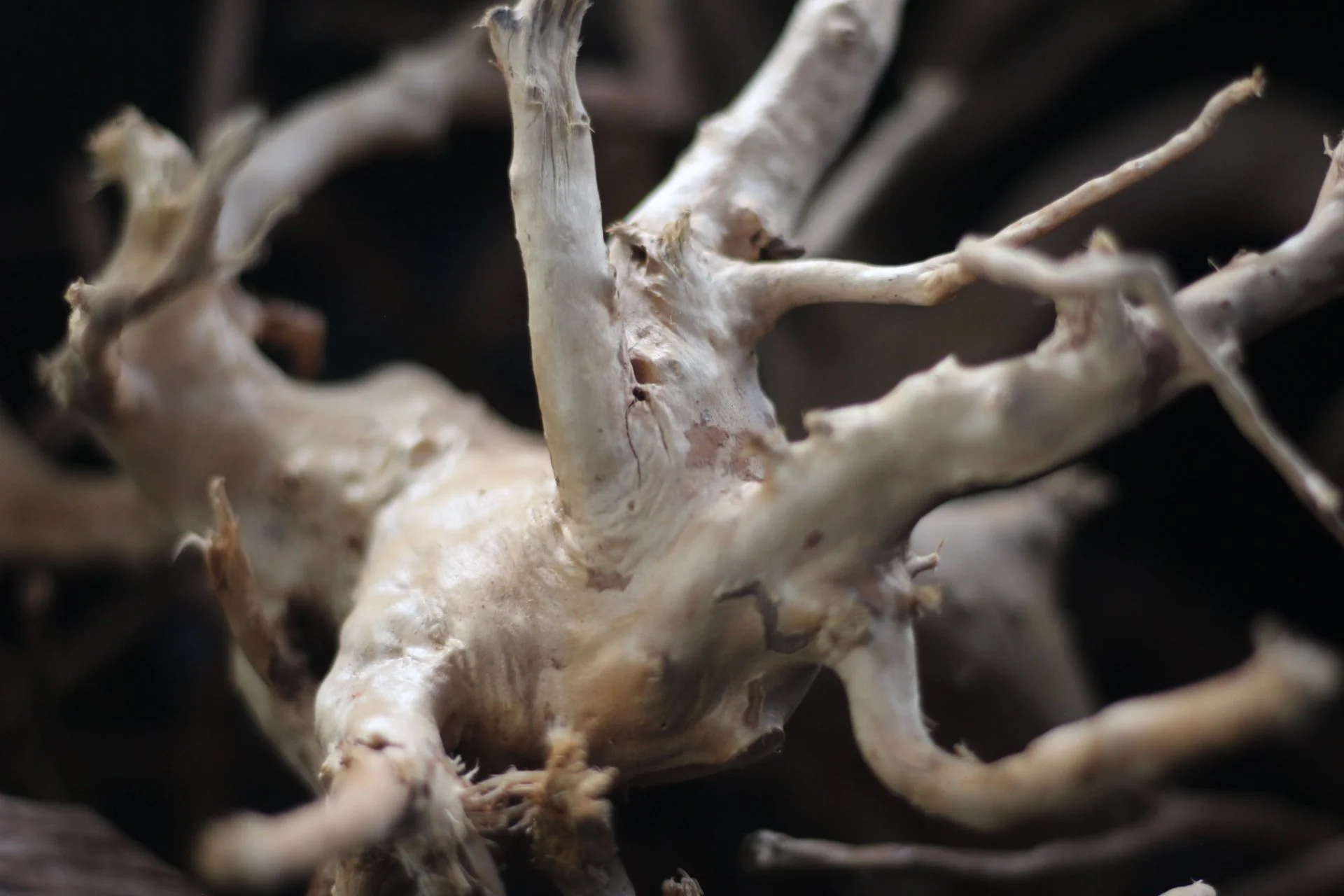 Close-up of a gnarled driftwood with a white and brown surface against a dark background.
