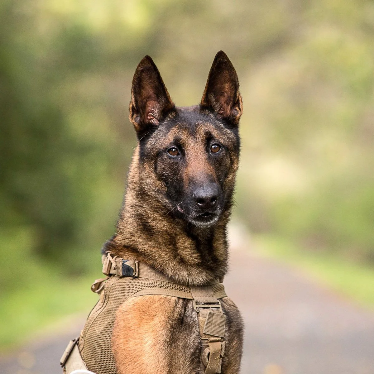 Gary+Elbecht+%26+Lando+Bio+Portait+2+Good+Dogs+of+Service+L6-13.jpg