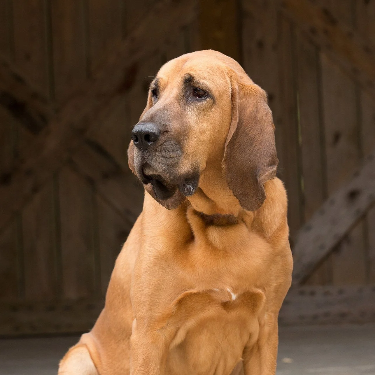 Missy+Carter+%26+Josey+Bio+Portrait+2+Good+Dogs+of+Service+L6-4.jpg