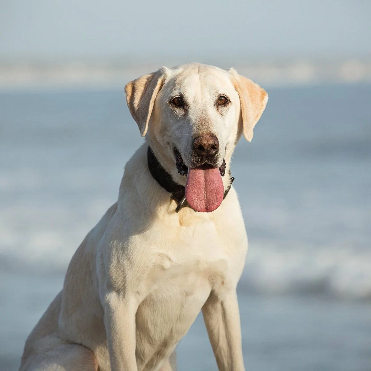 Eric%2BGray%2B%2526%2BRiley%2BBio%2BPortait%2B2%2BGood%2BDogs%2Bof%2BService%2BL6-39.jpg