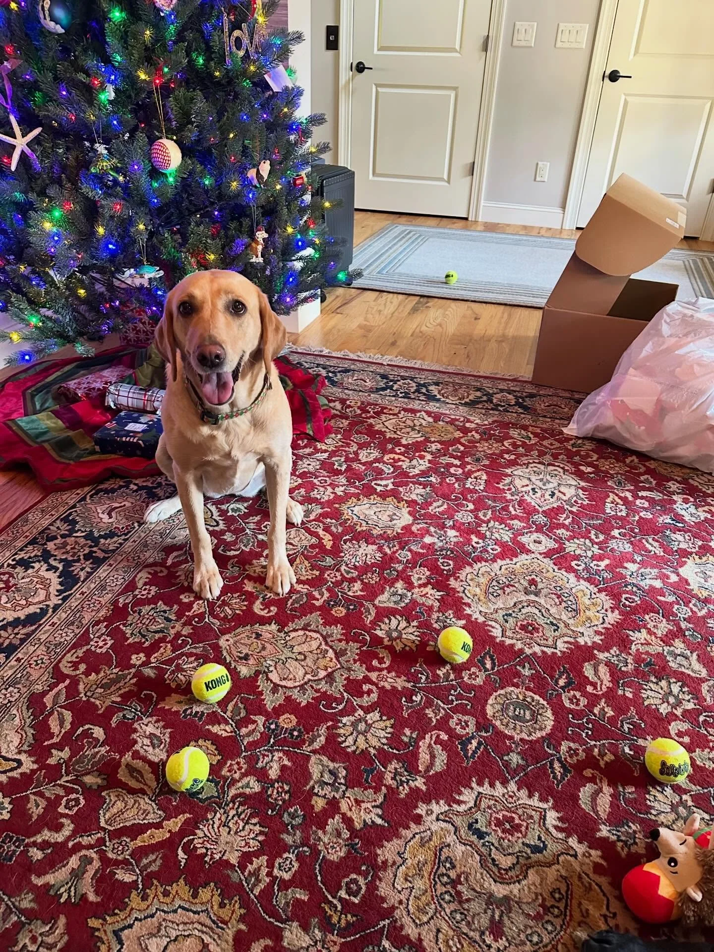 The little things are the best things. Thanks Santa. 🎾❤️🐾