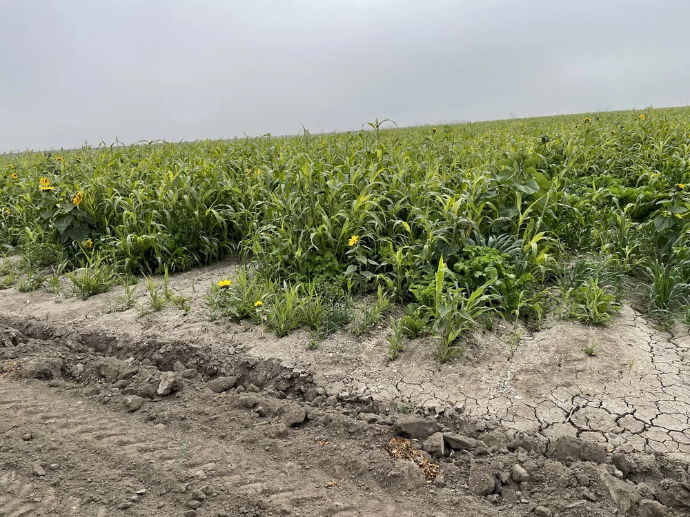 General 3 — Stone Land Company