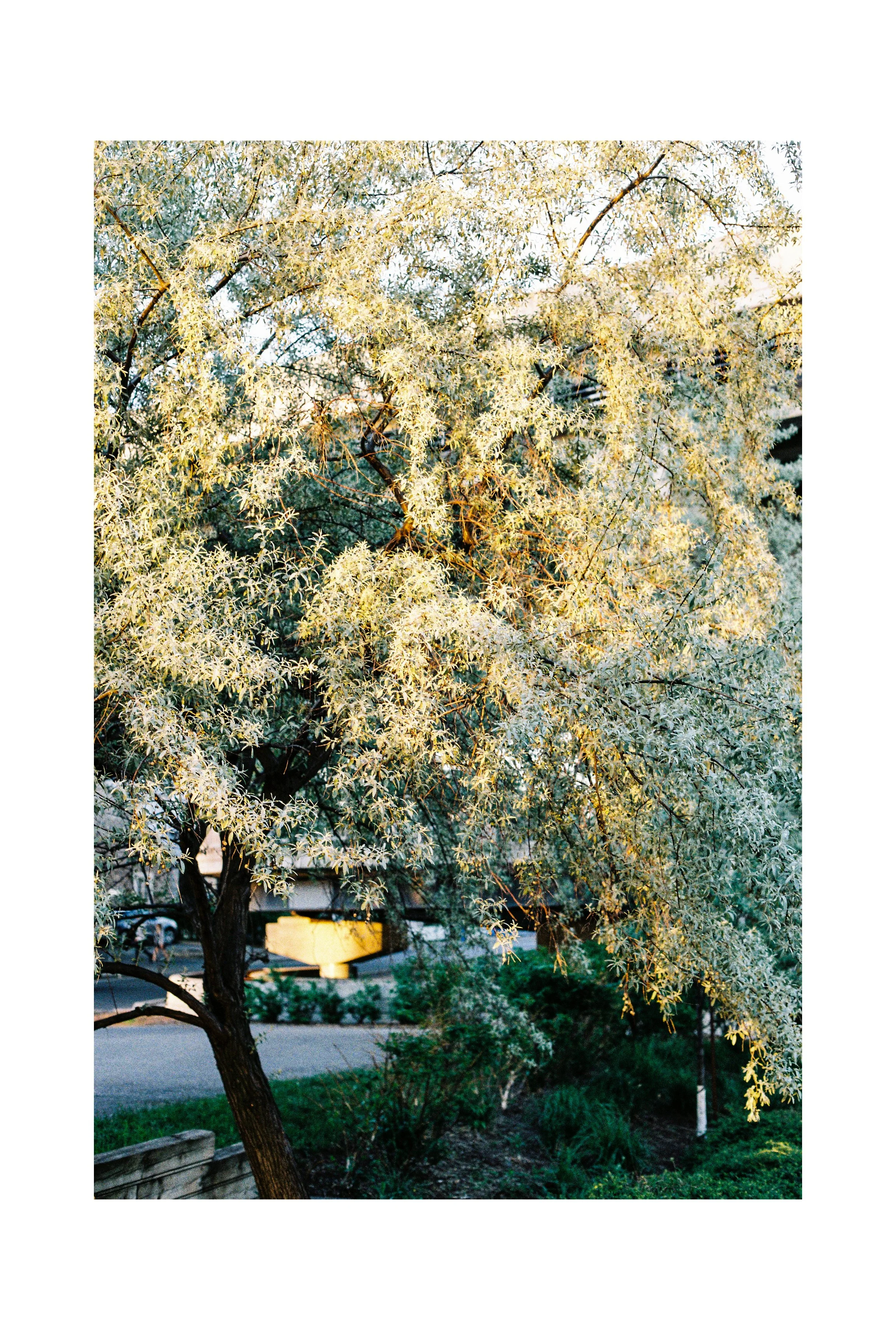 A tree with light-colored leaves in a landscaped area, with a sidewalk and street in the background. Whistler, BC. 