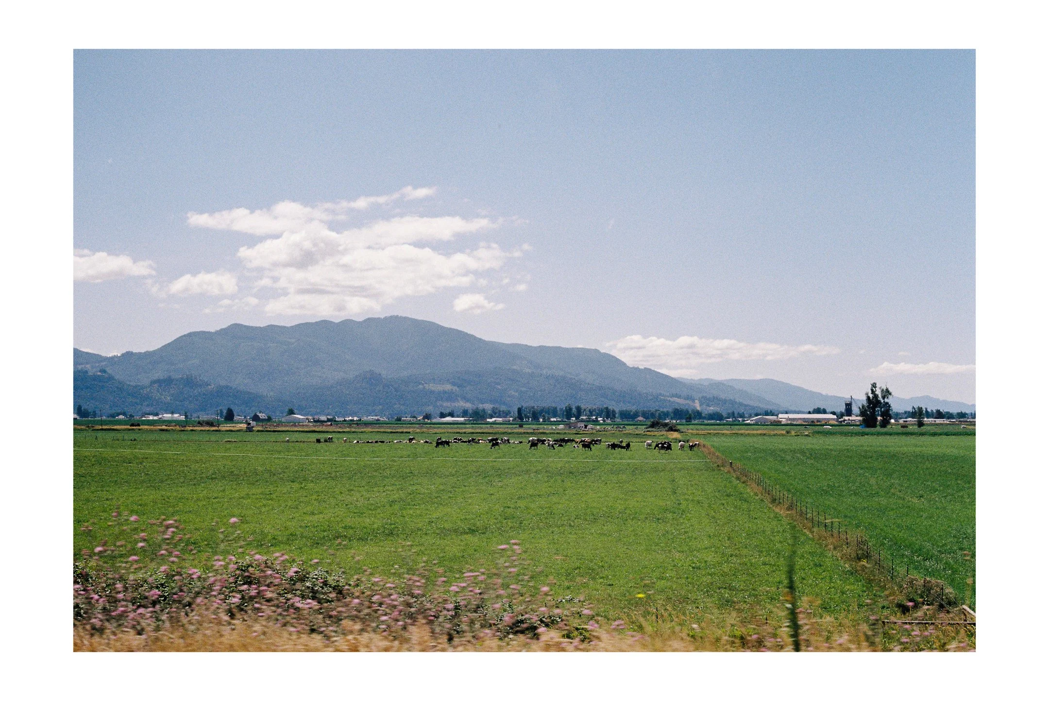 Open farmland with cattle grazing near a mountain range under a partly cloudy sky. Shot was taken near Chilliwack, BC. 