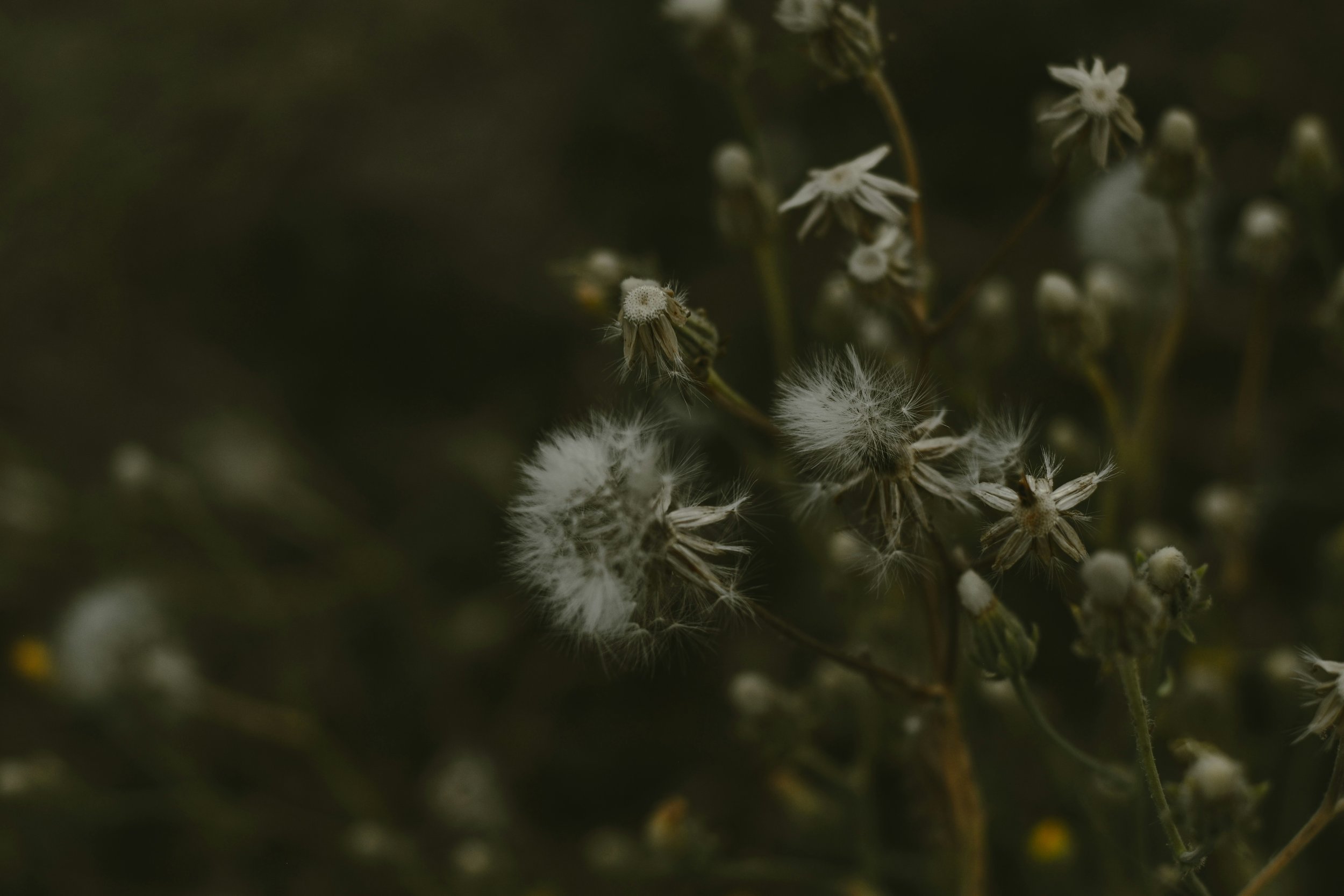 ivan-ivanuch-pictures-RLS7gWgddJo-unsplash.jpg