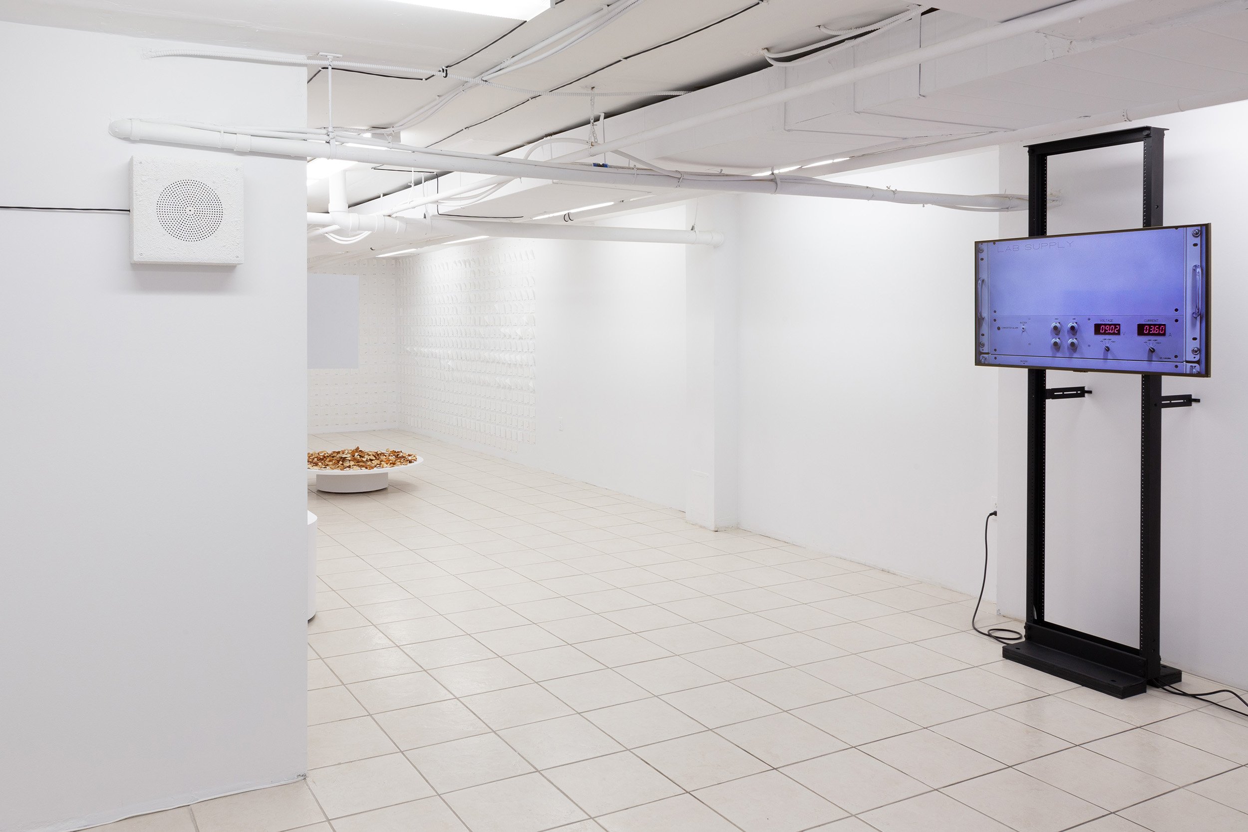 Installation view of "the hole fits the worm, but only as it moves" at the plumb