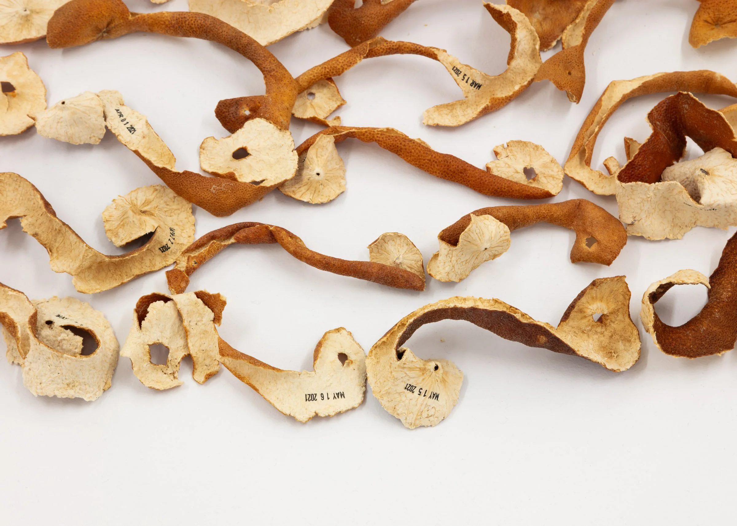 EllenBleiwas-Peel-07__PhotoLF Documentation.jpg