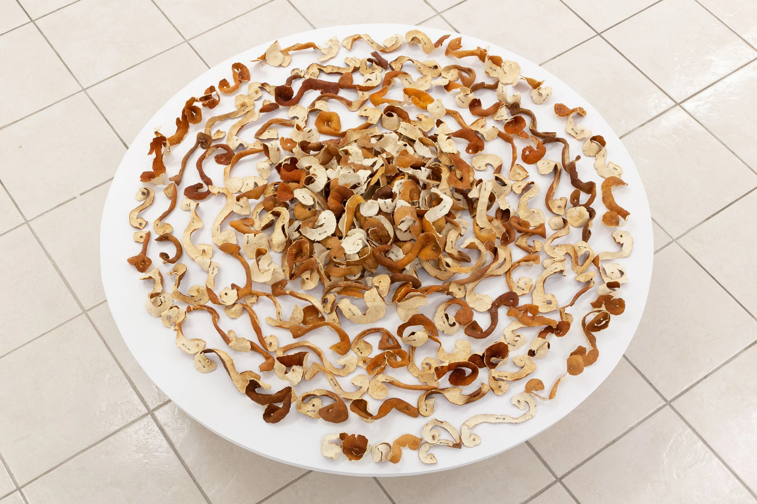 Ellen Bleiwas, "Peel", 2020-2021. Clementine peels, ink. 200 date-stamped clementine peels, 5" x 47" x 47"