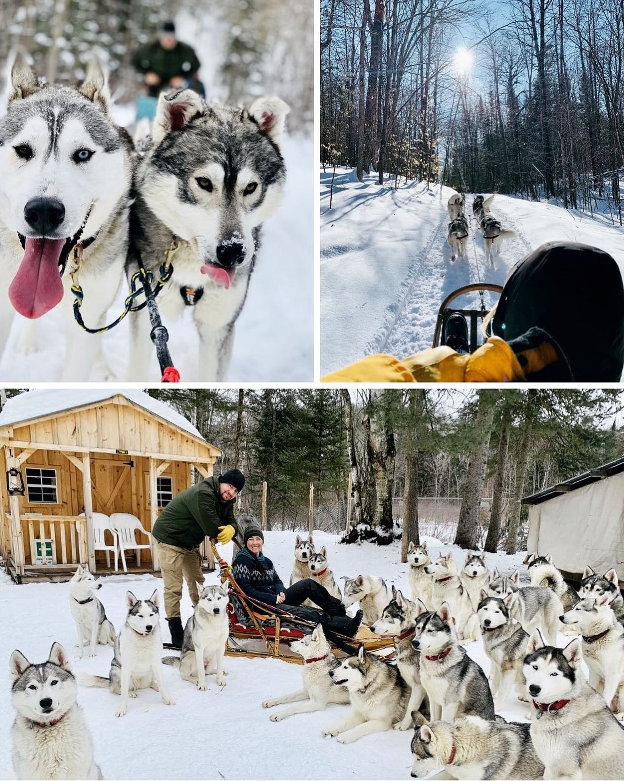 The 2023 dog sledding season is coming to an end. It was a memorable one!

#dogsledding #tourismoutaouais #seppalasiberian #earthstudies