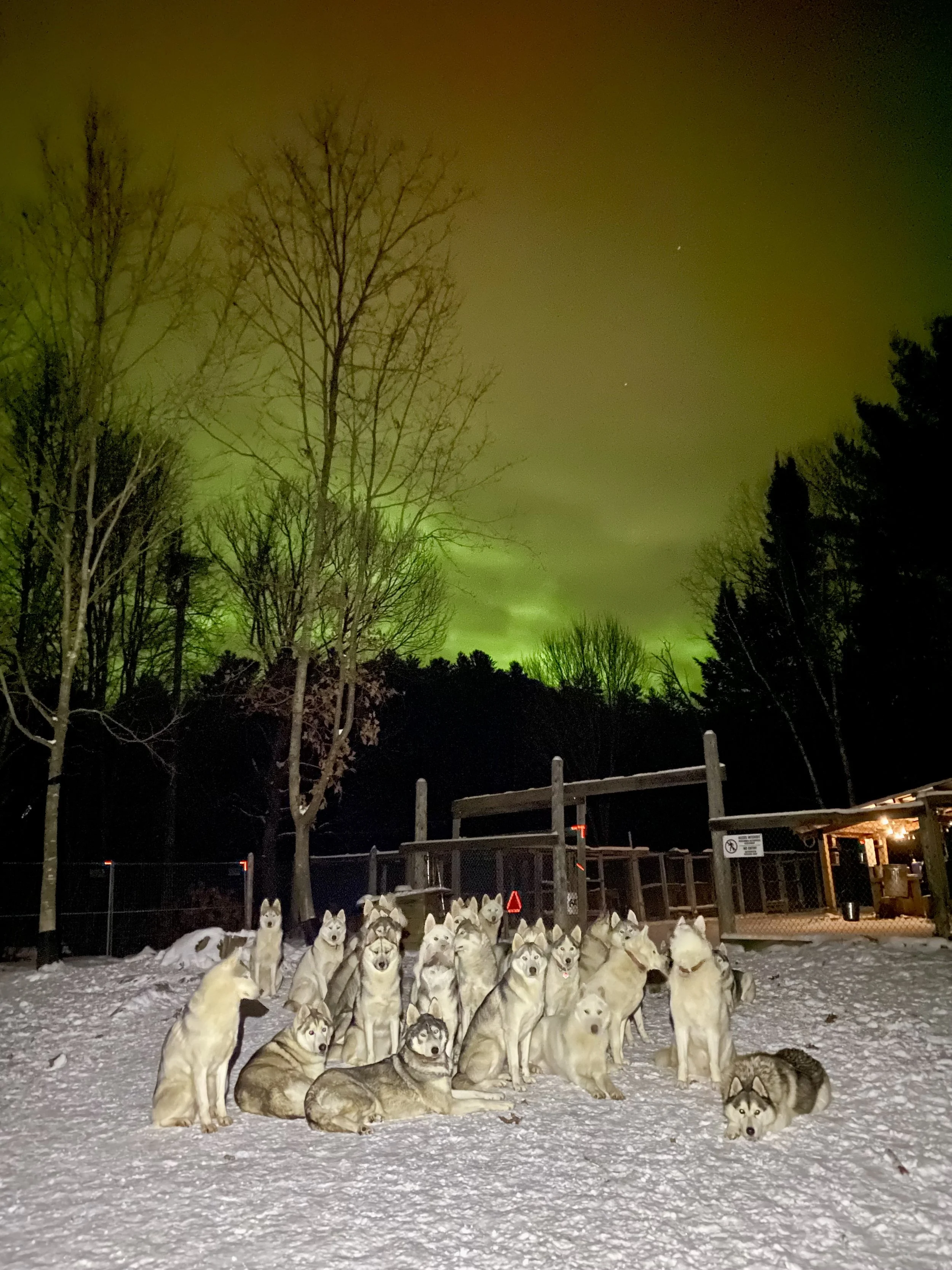 Huskies_Northern Lights.jpg