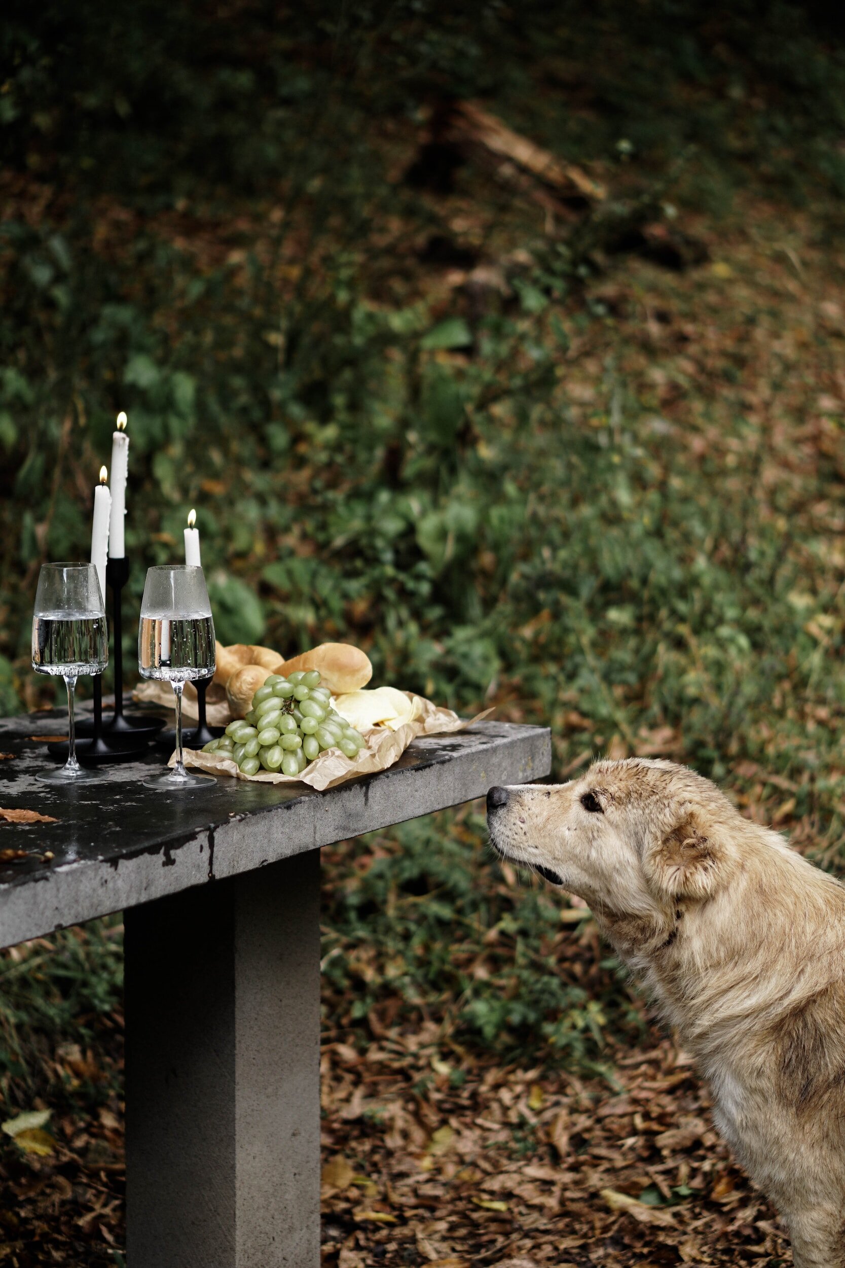 Can my Dog eat grapes & other morsels that fly off the family dinner table?