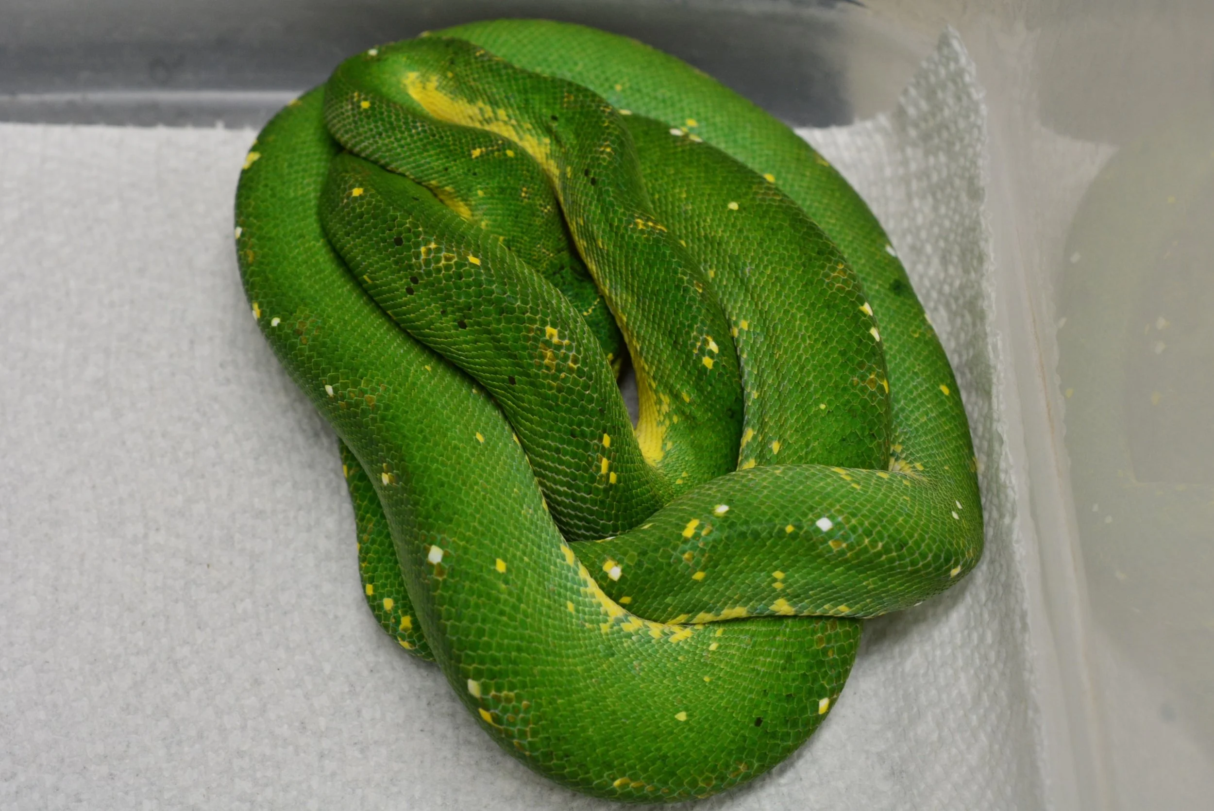 JL2338 Male - $2800 + Shipping