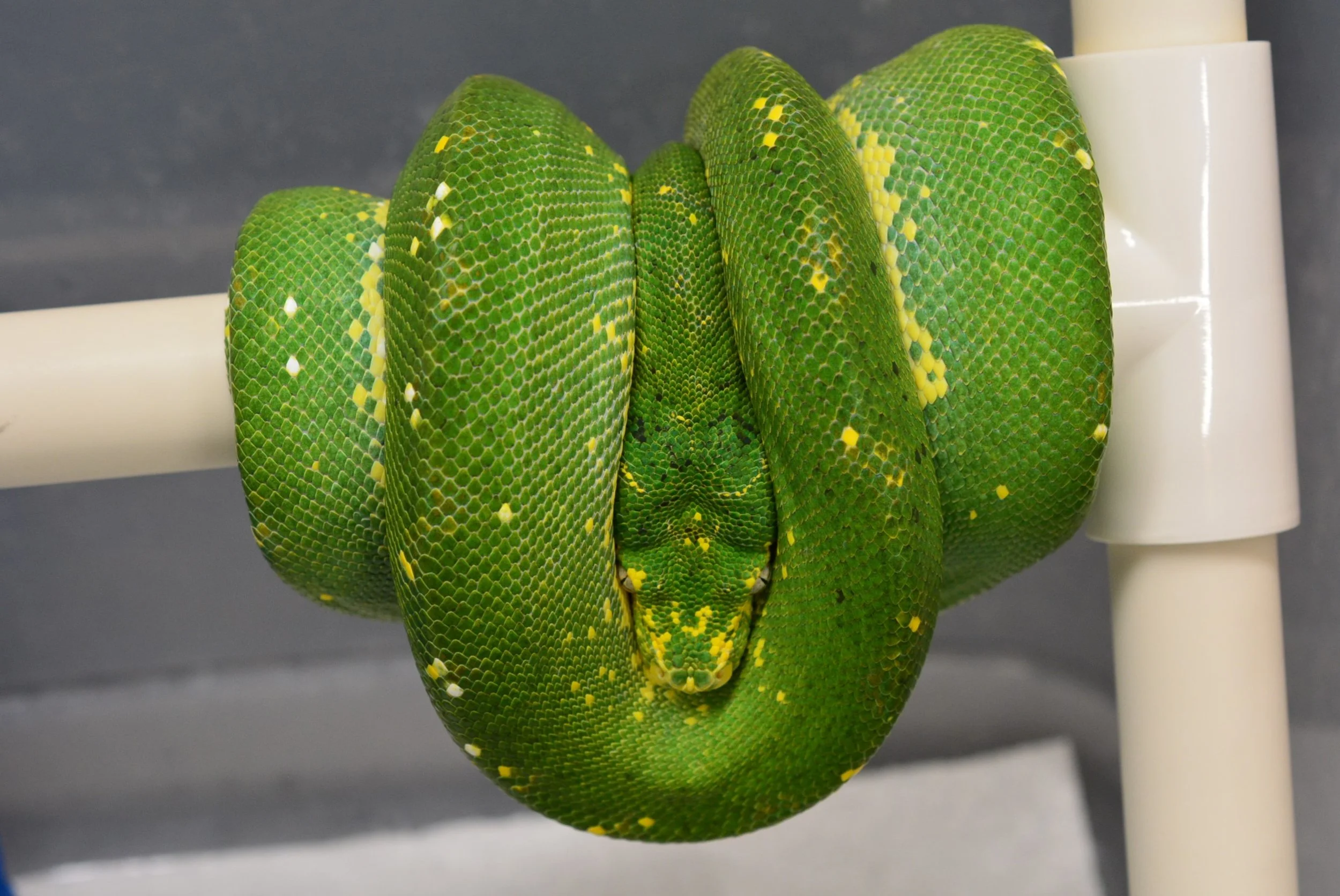 JL2338 Male - $2500 + Shipping (picture from 7/27/26)