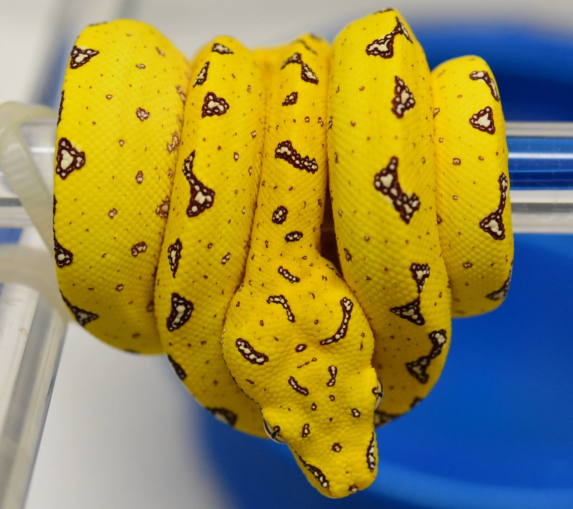 JL2338 Male - picture from 11/1/23