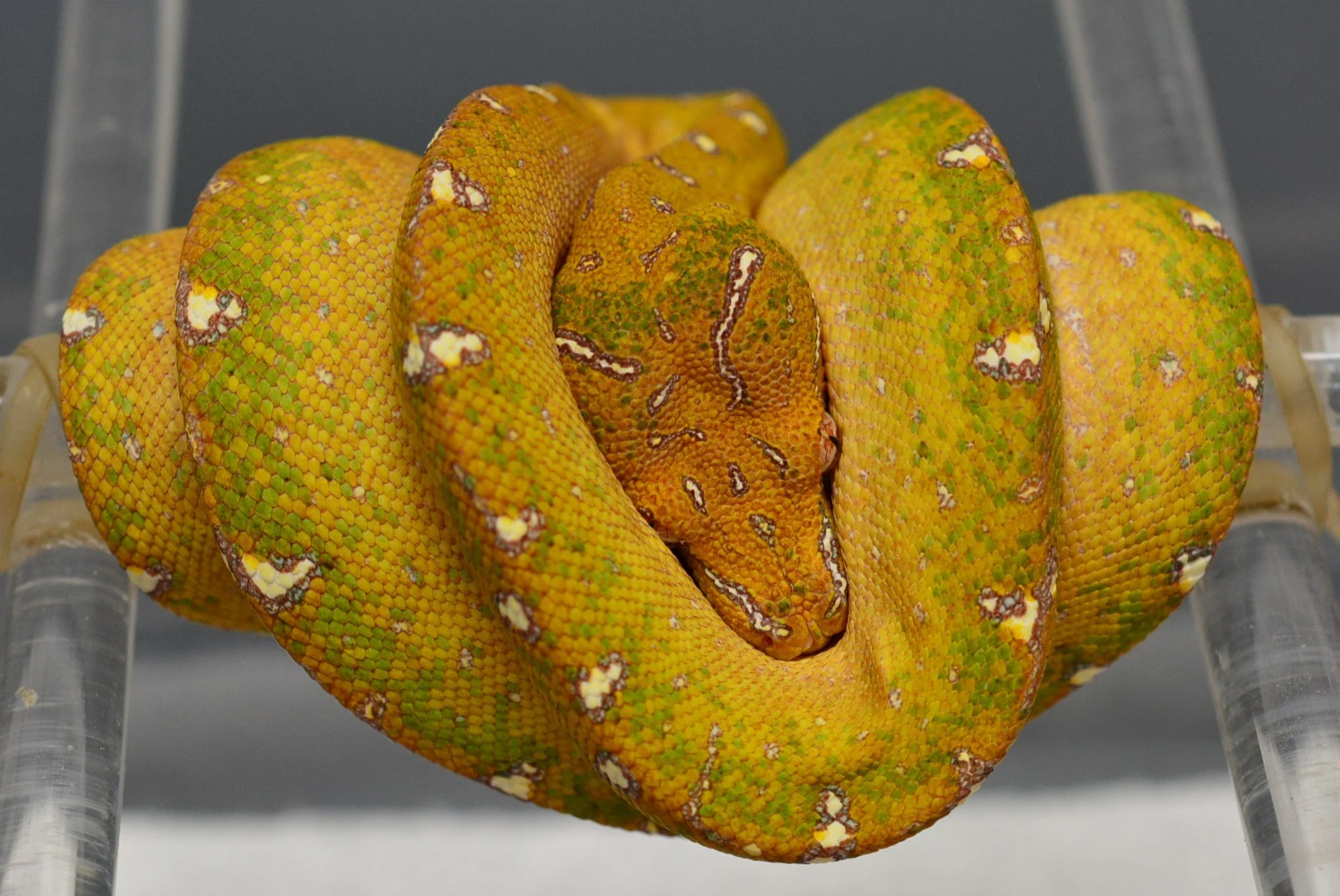 JL2512 - Male