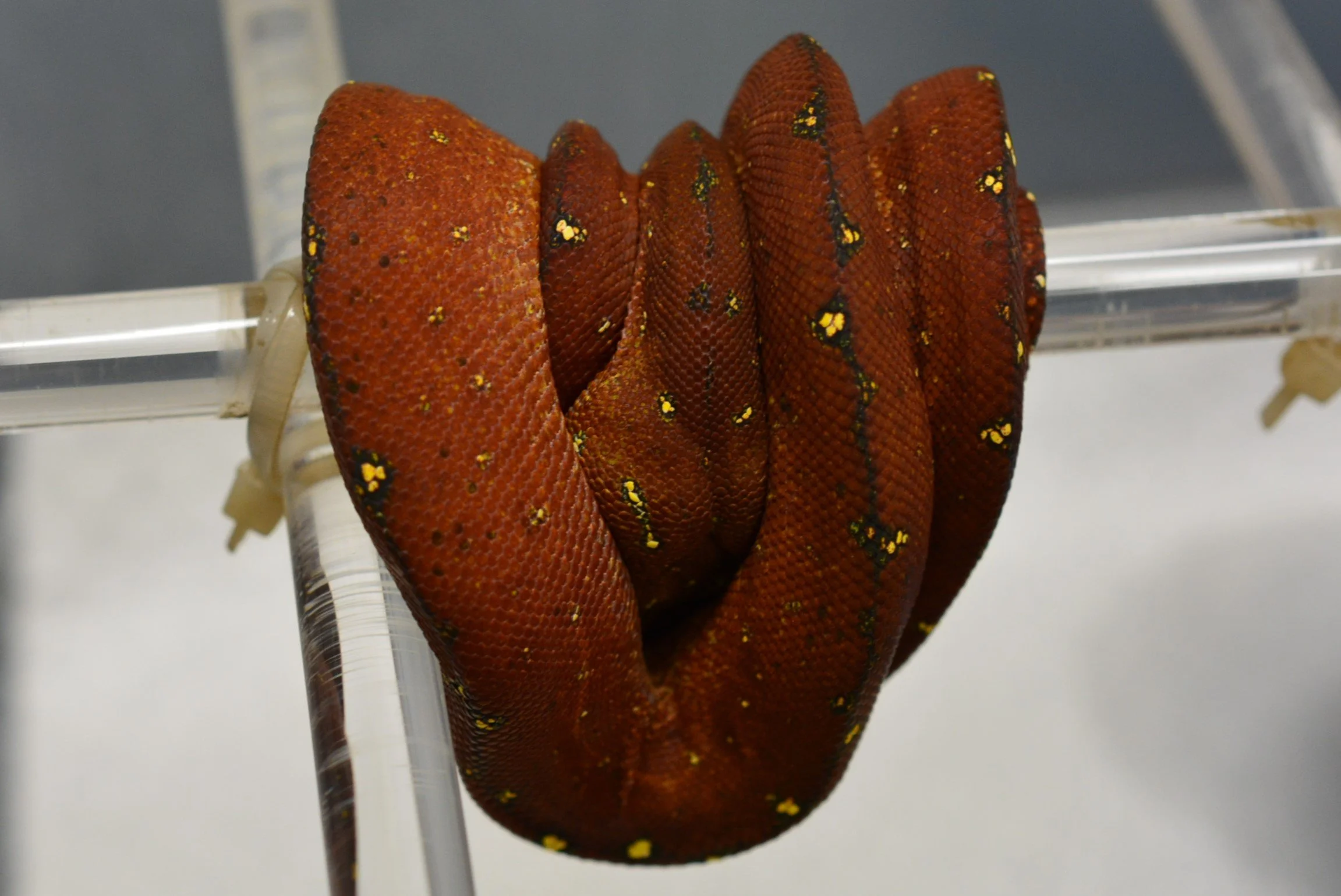 JL2505 - Female Holdback