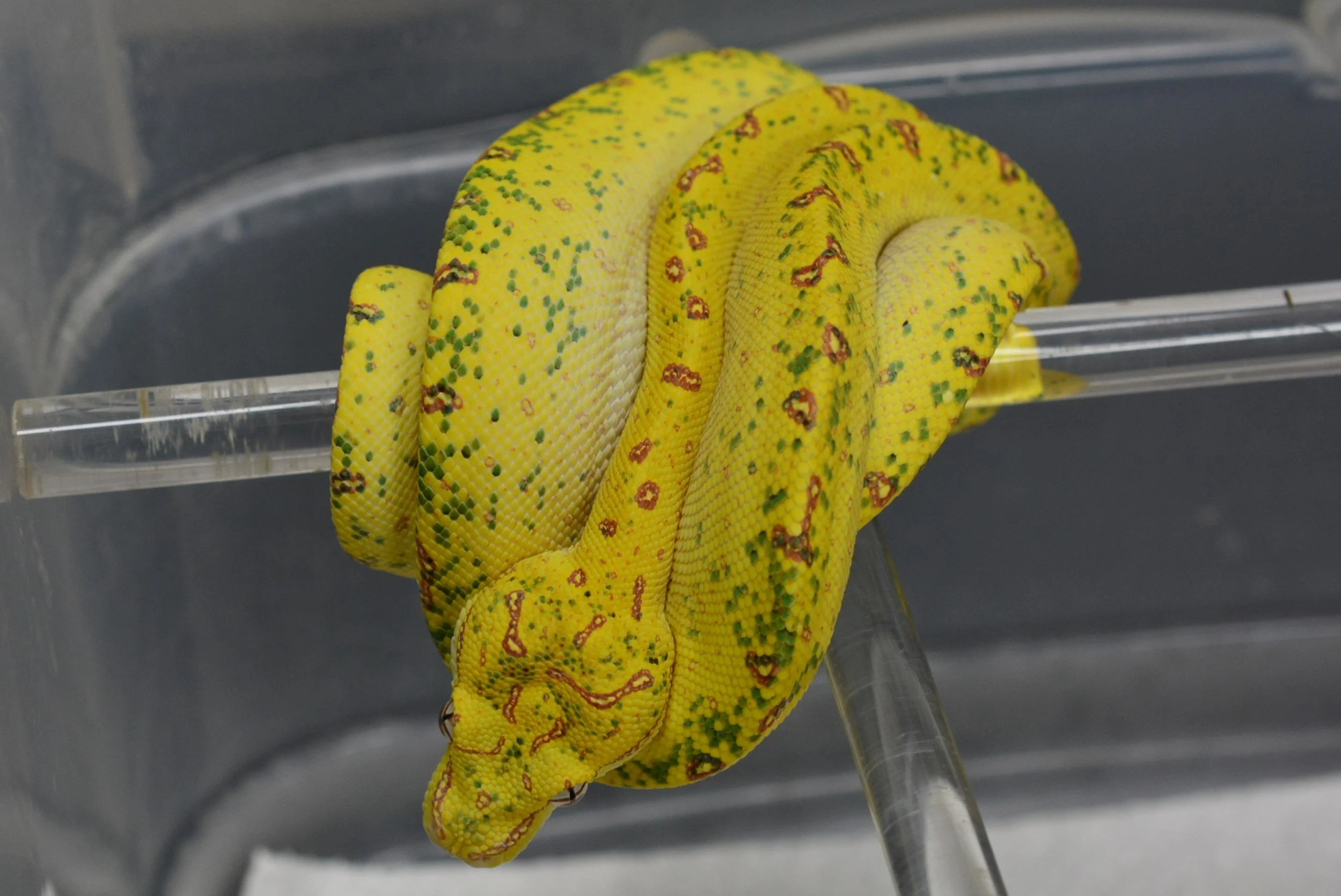 JL2504 - Female (Pending)