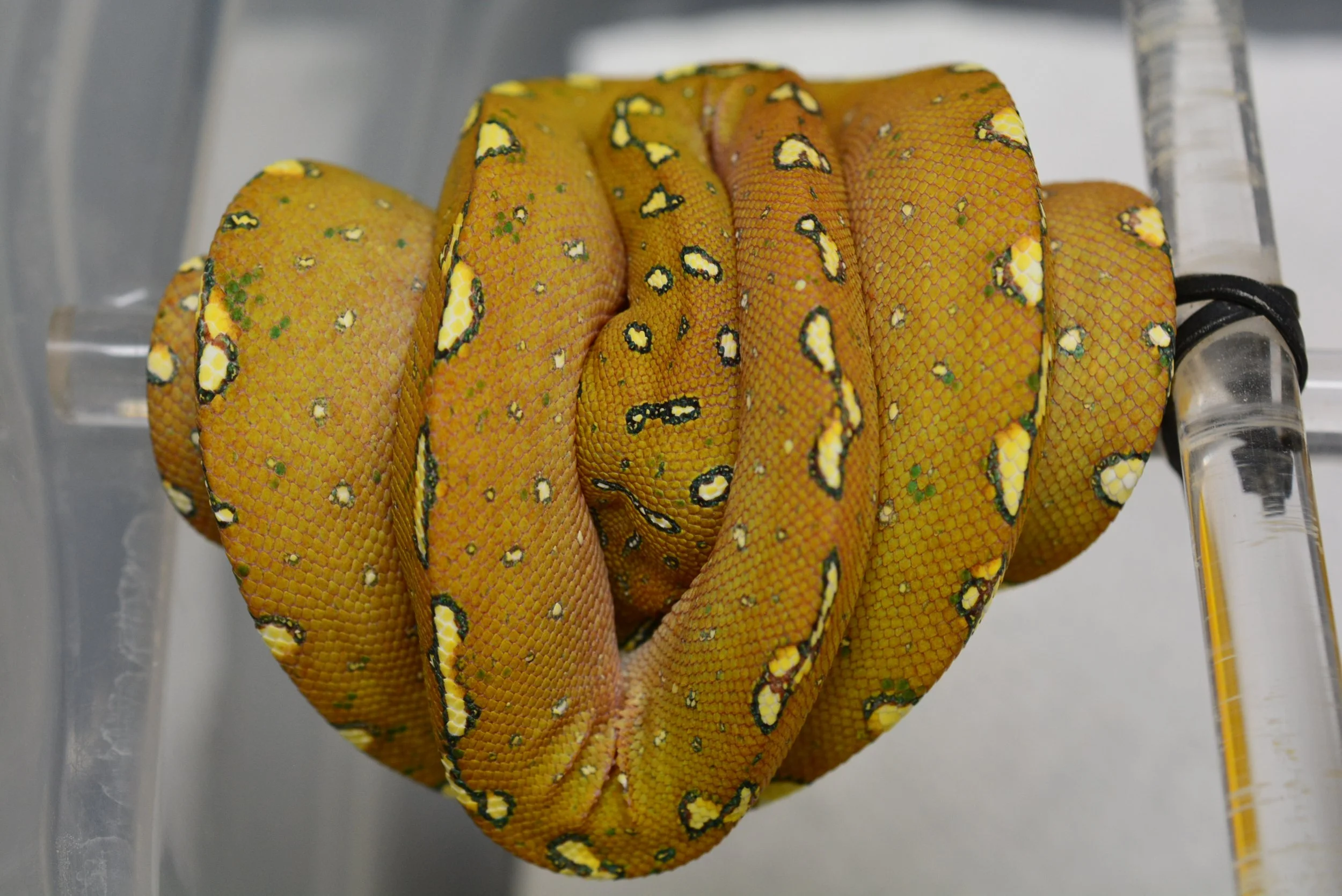 JL2503 - Male Holdback