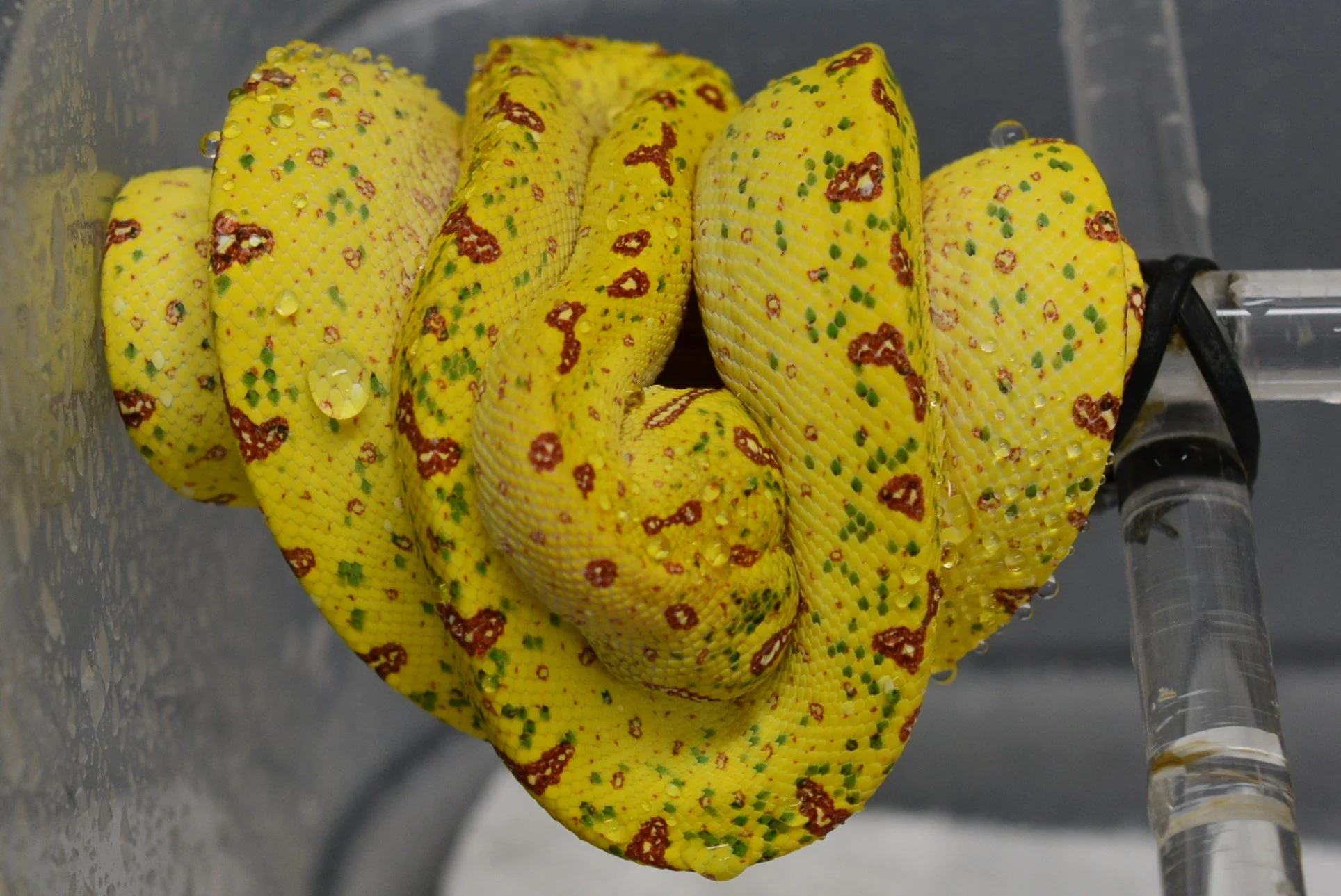 JL2501 - Female Holdback