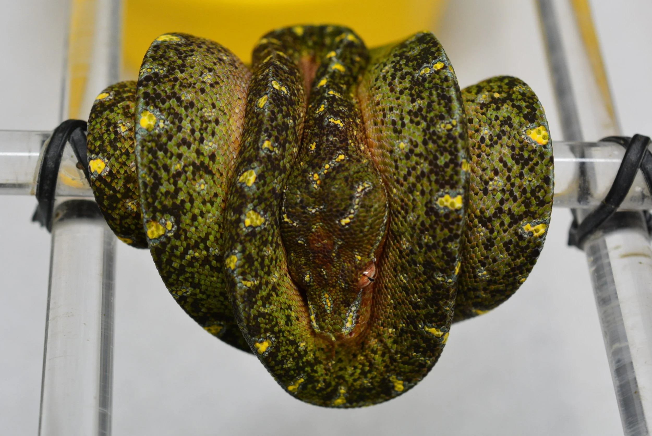 JL2511 - Male Holdback