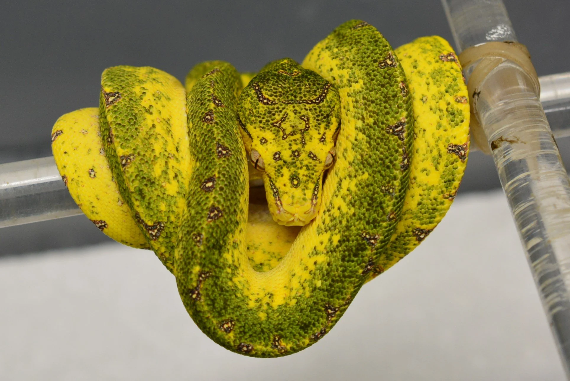 JL2510 - Male (Pending)