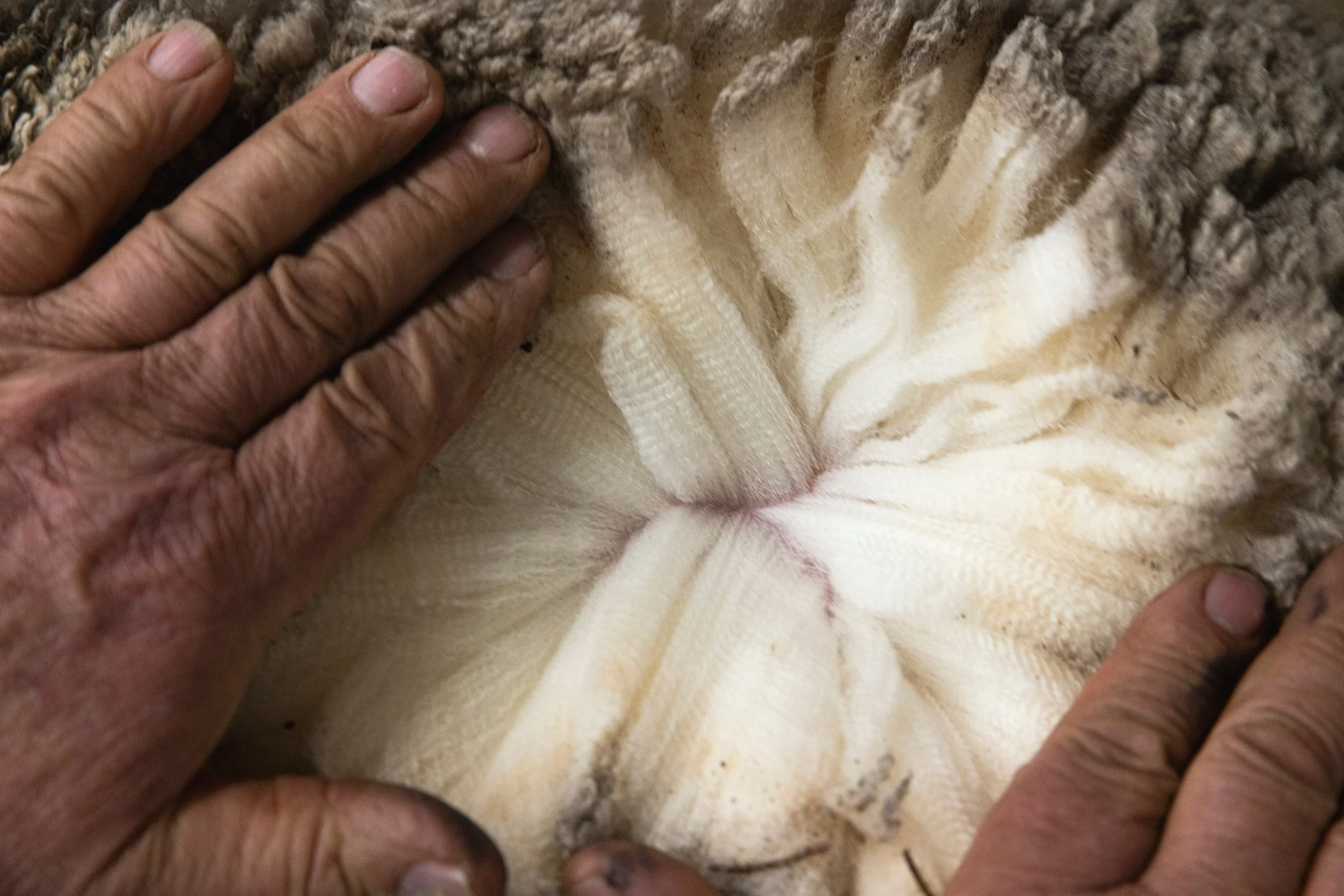 Hands parting sheep wool to reveal soft, white fibers.