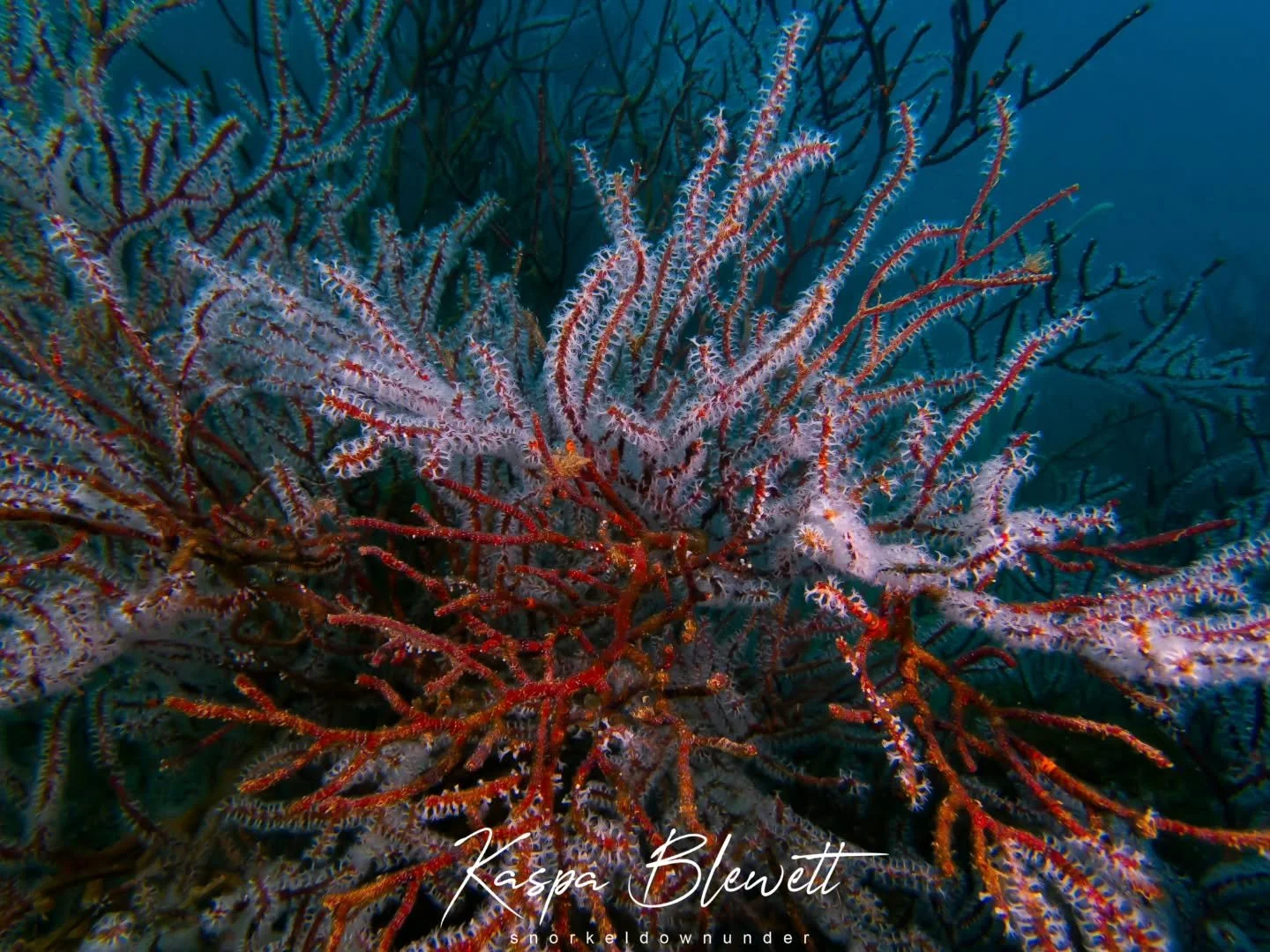 S O F T 🪸 

Exploring the soft sediment creatures. Rich in colour and biodiversity. 

There are so many intricate, delicate species living on top of one another. All you need to do is stop and look. 

🌼🐠🏵🦀🦐

🧜🏽&zwj;♂️🧜🏼&zwj;♂️ @snorkeldownu