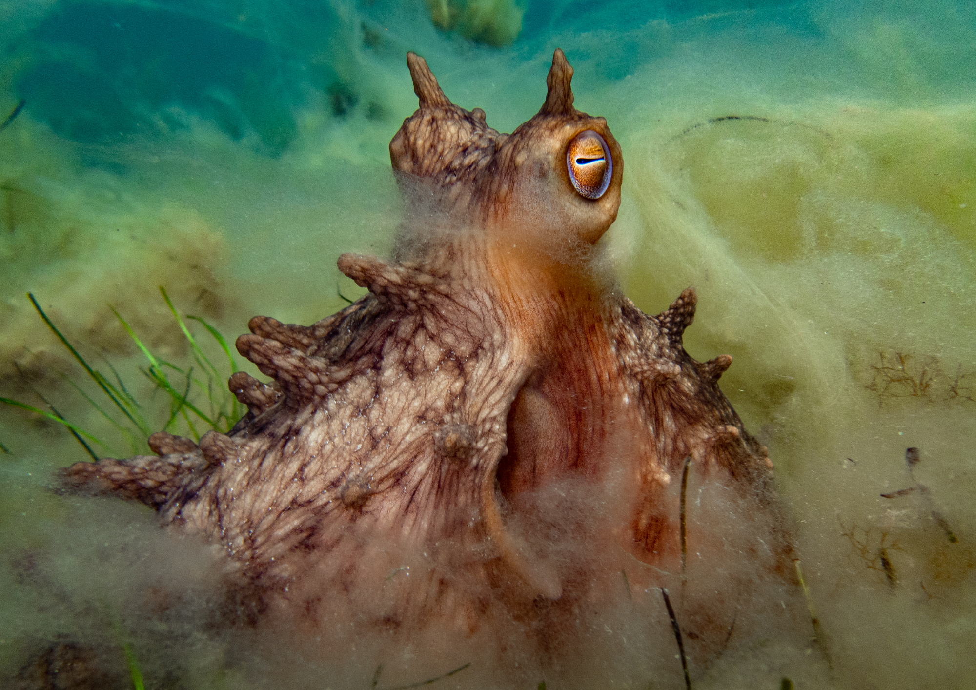 Kaspa Blewett Octographer: Honourable Mention - Smoulder