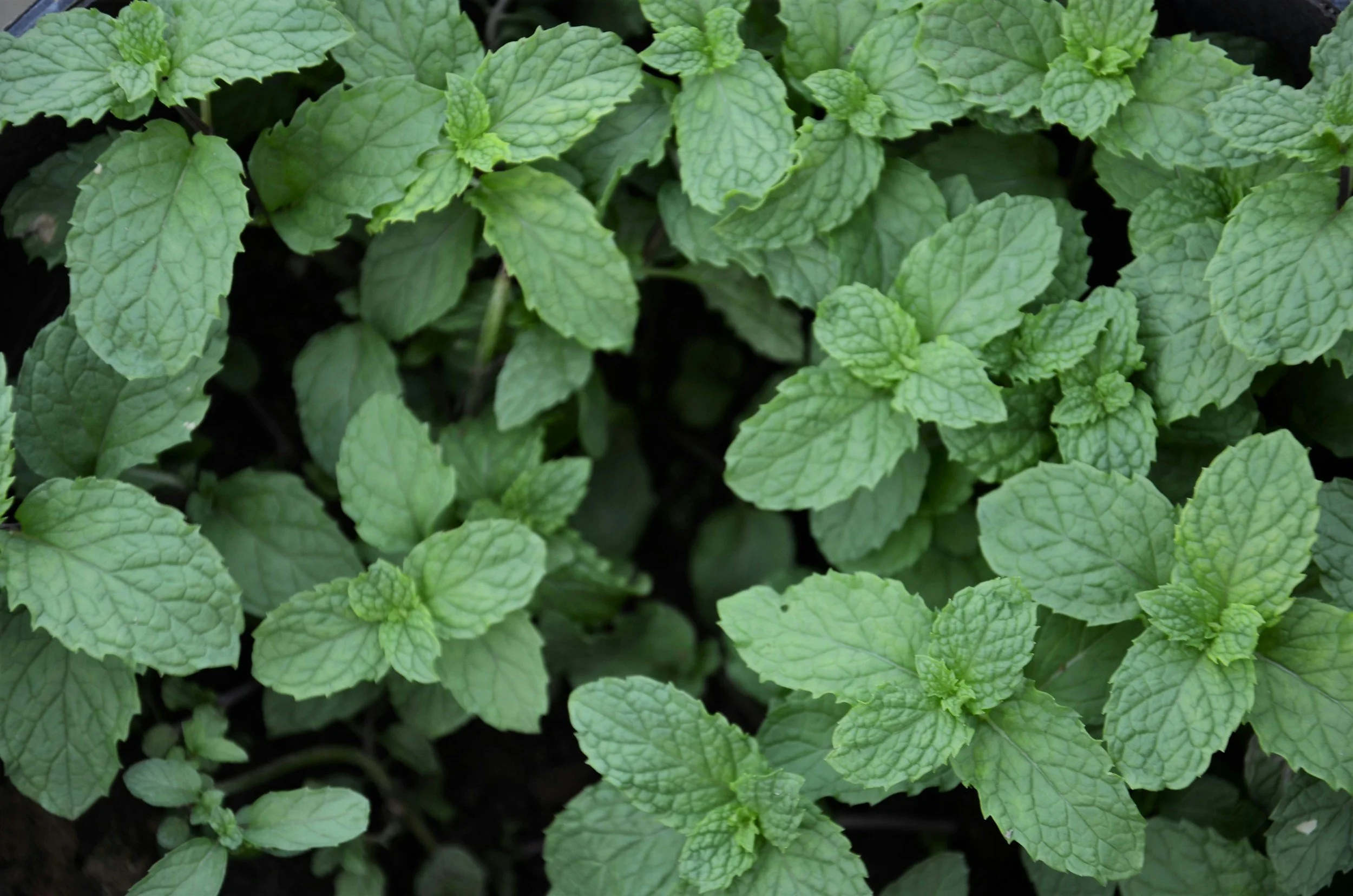 Close-up of green mint leaves on a plant.