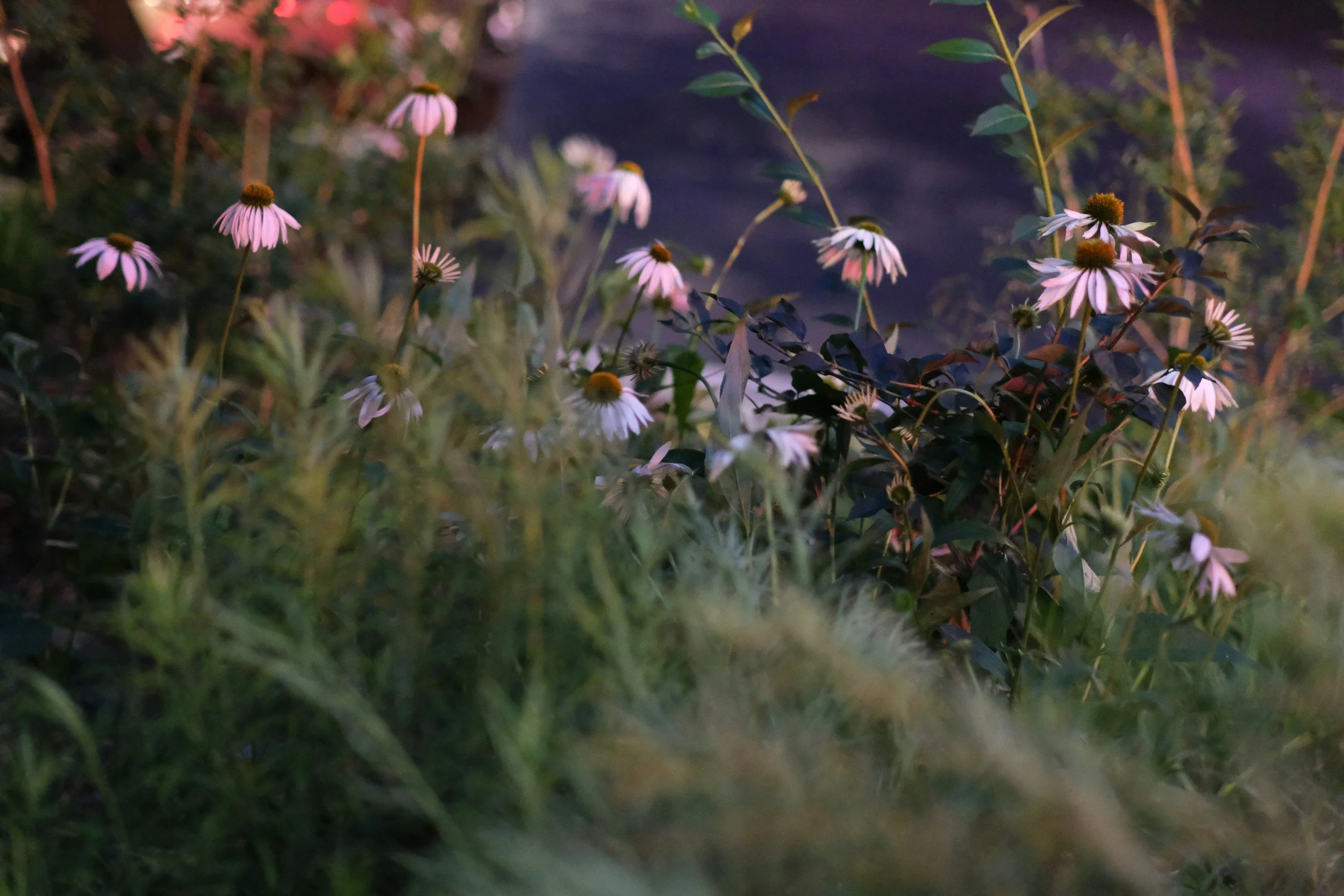 Wildflowers, including coneflowers, growing in a natural setting during dusk or dawn.