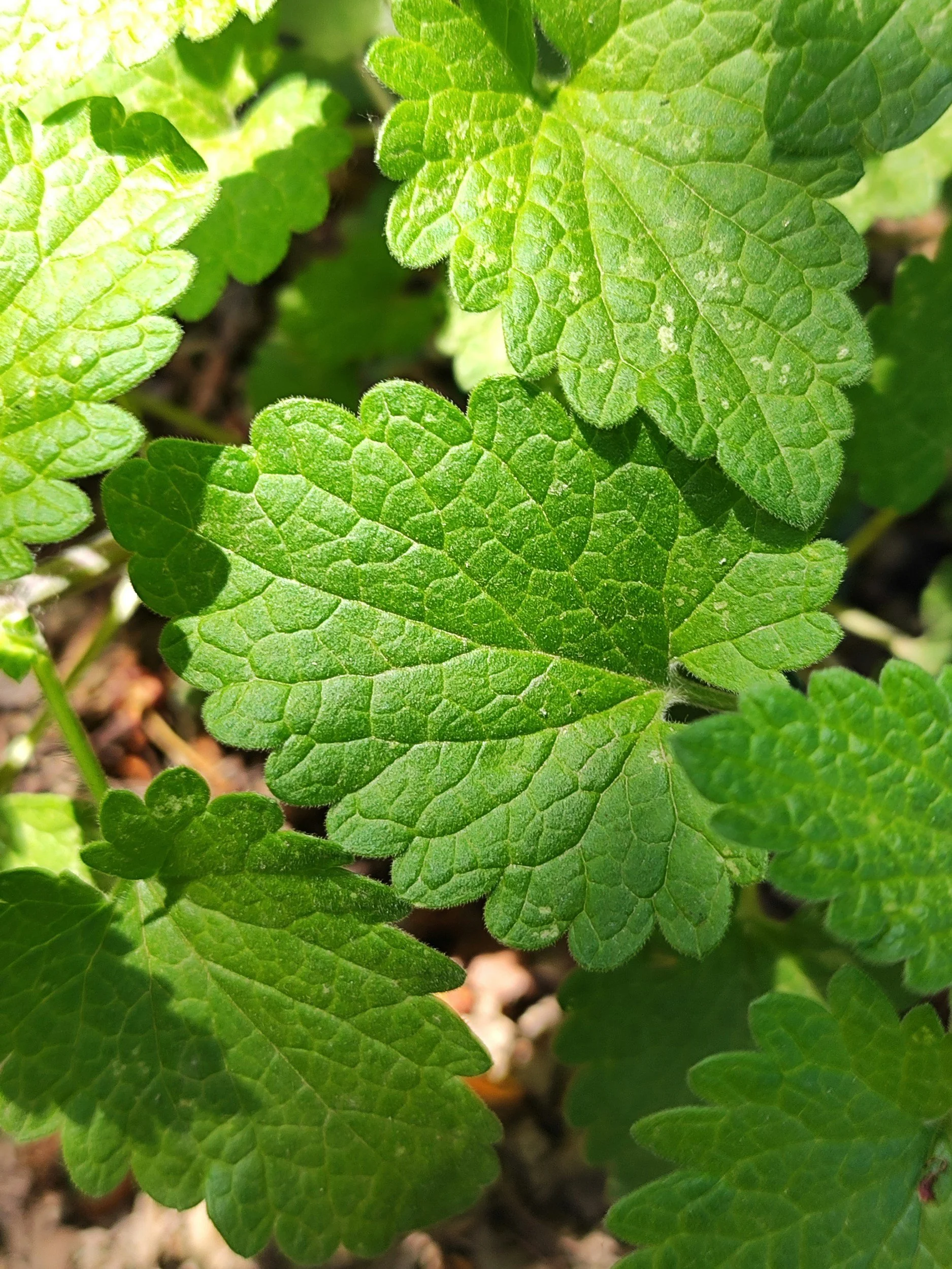 Close-up of green leaves with serrated edges and textured surface.