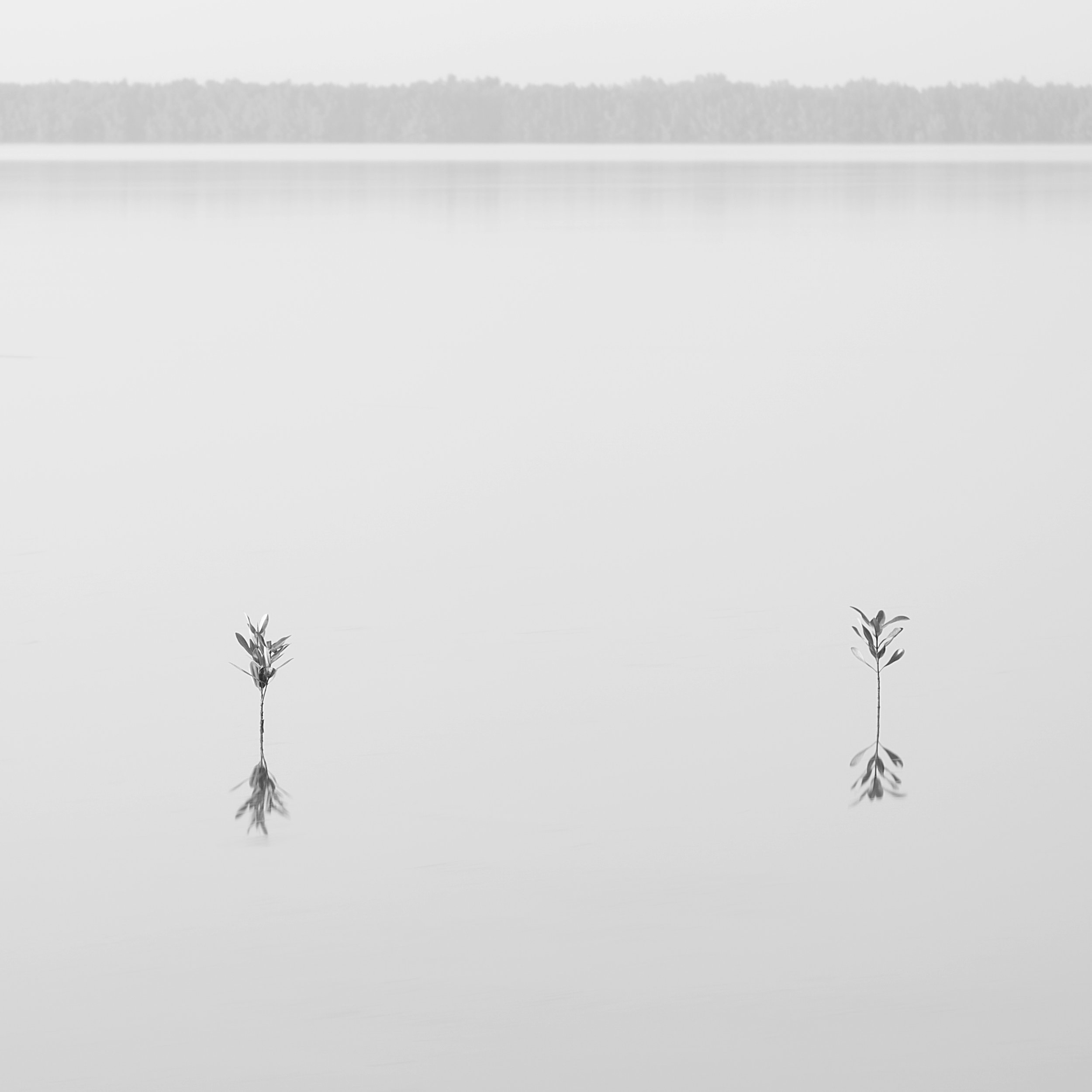 The Gambia River, Gambia