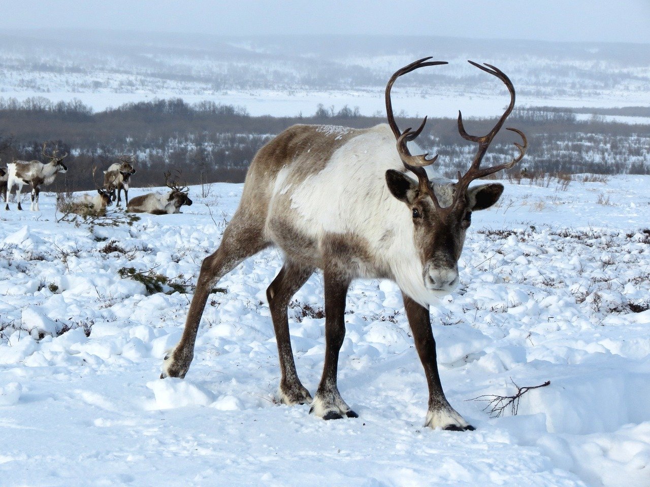 reindeer-g81f198389_1280.jpg