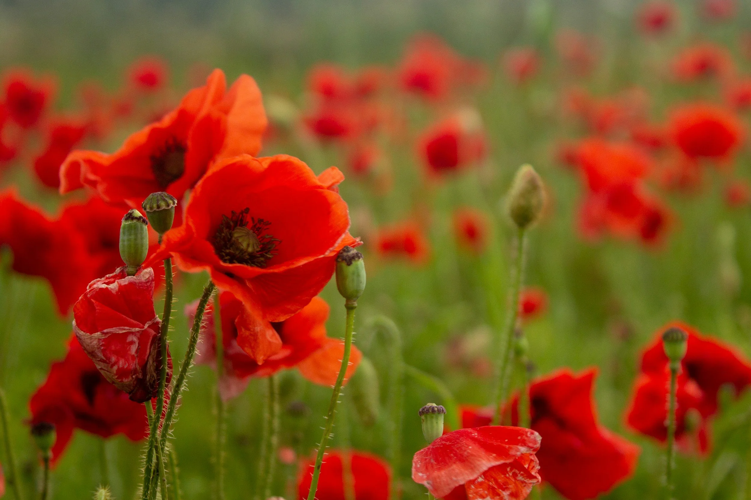 Remembrance Sunday