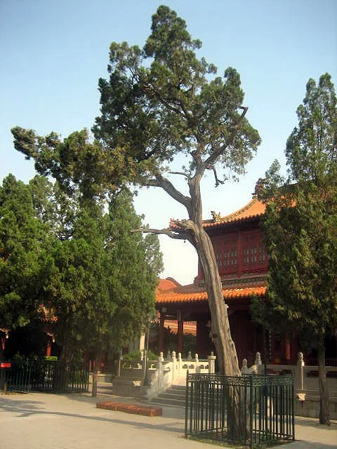 Onsdags-”meditation”/Zuò Chán i Malmö