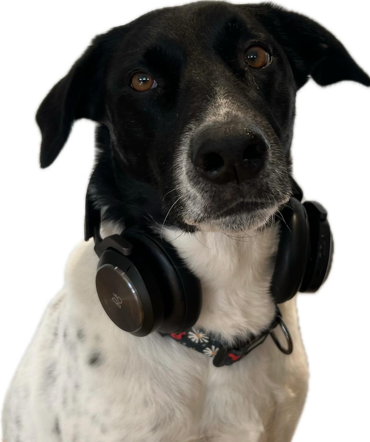 Meet Mia, our in-house sound expert 🎧! She&rsquo;s tuning into some paws-itively good vibes with her @bangolufsen headphones. Whether she&rsquo;s chilling to classical or bopping to the beat, Mia always listens in style. #TechDog #PawsAndPlay #BangO