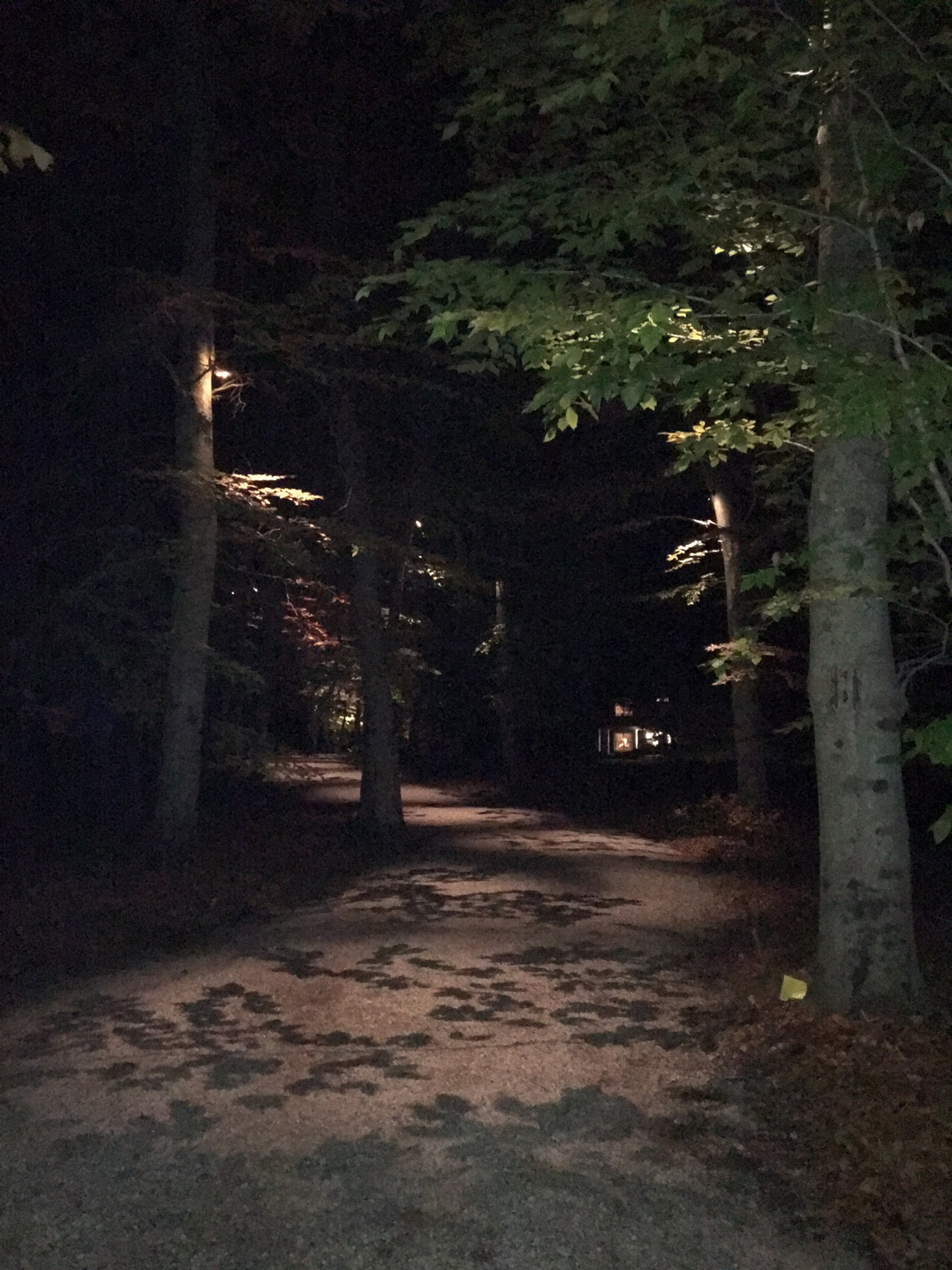 Hospitality Driveway Downlighting