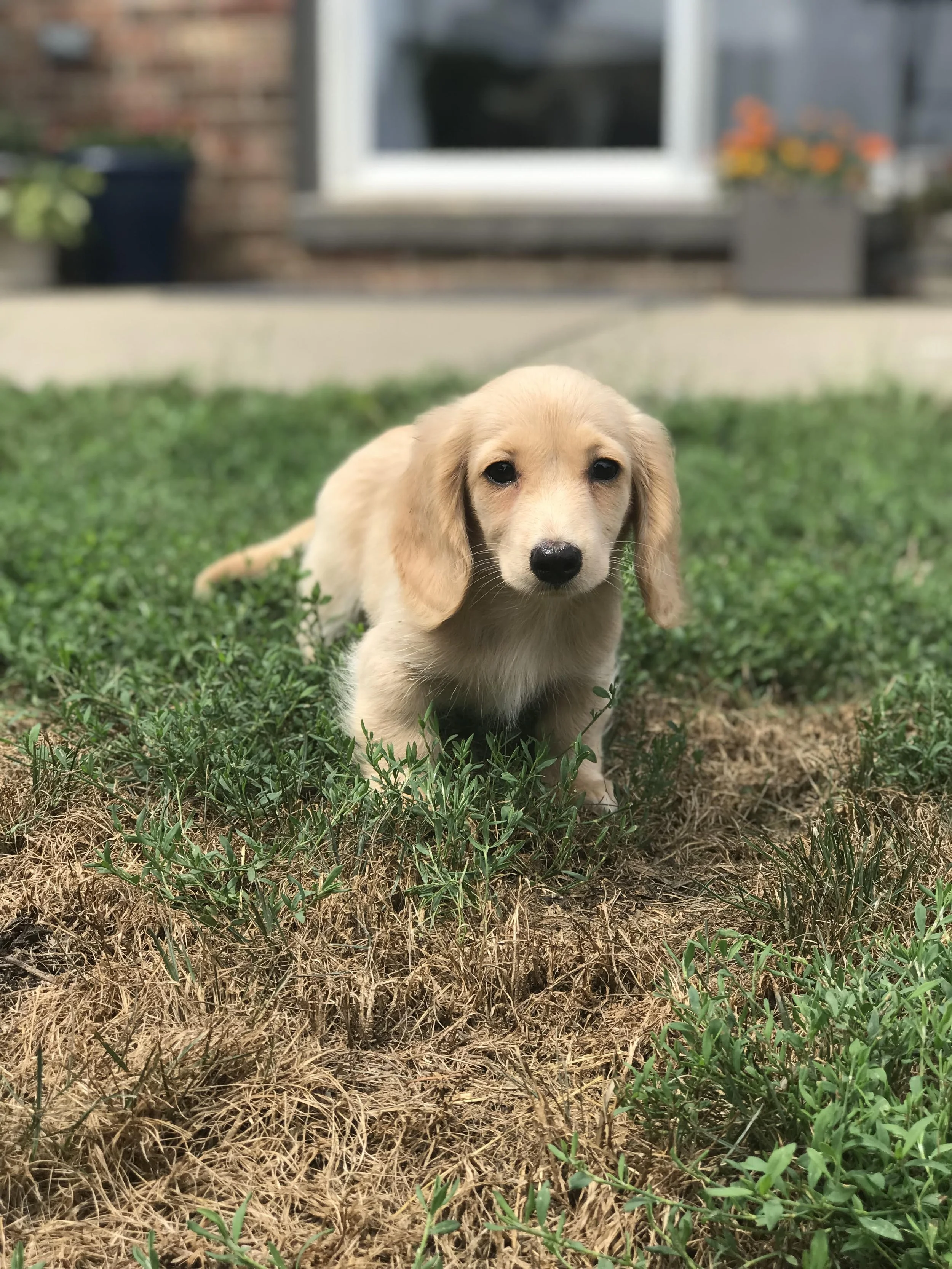 Puppy Training & Socialization — Goodnight Pup Canine Training Services