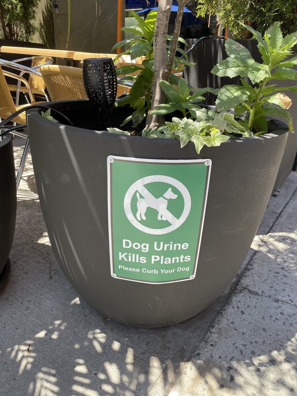 Dog Urine Kills Plants.jpg